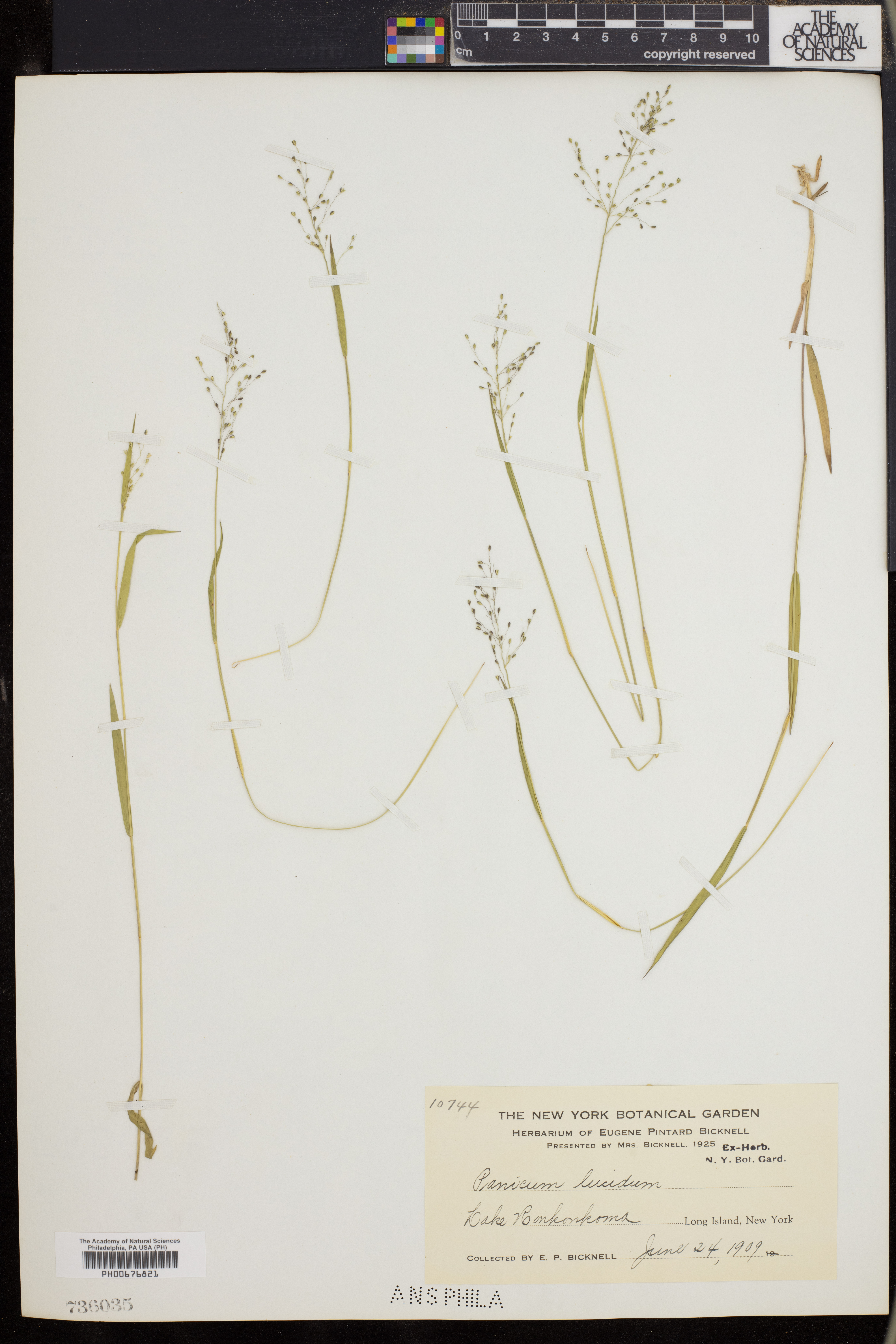 Dichanthelium lucidum image