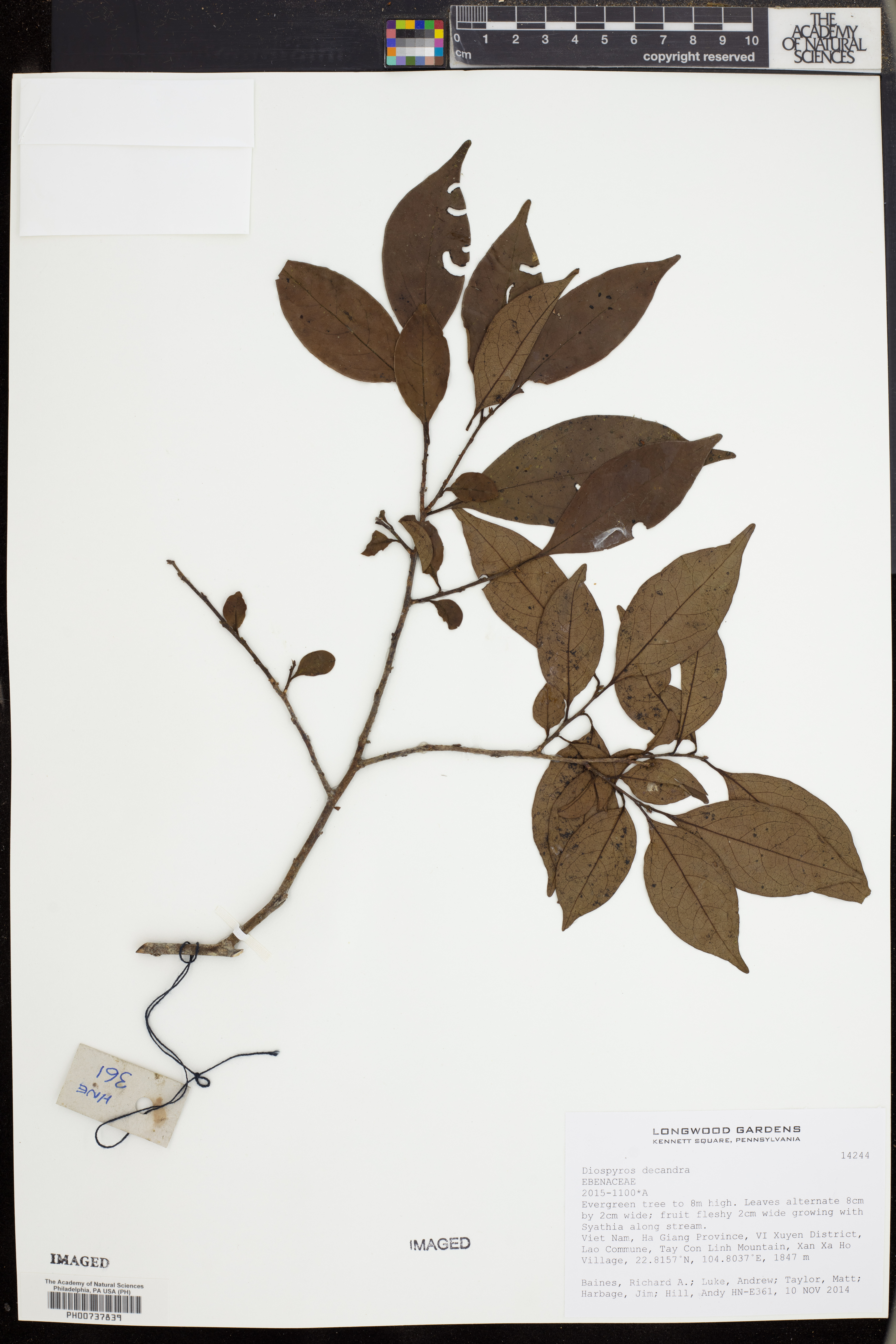Thị (Diospyros decandra)