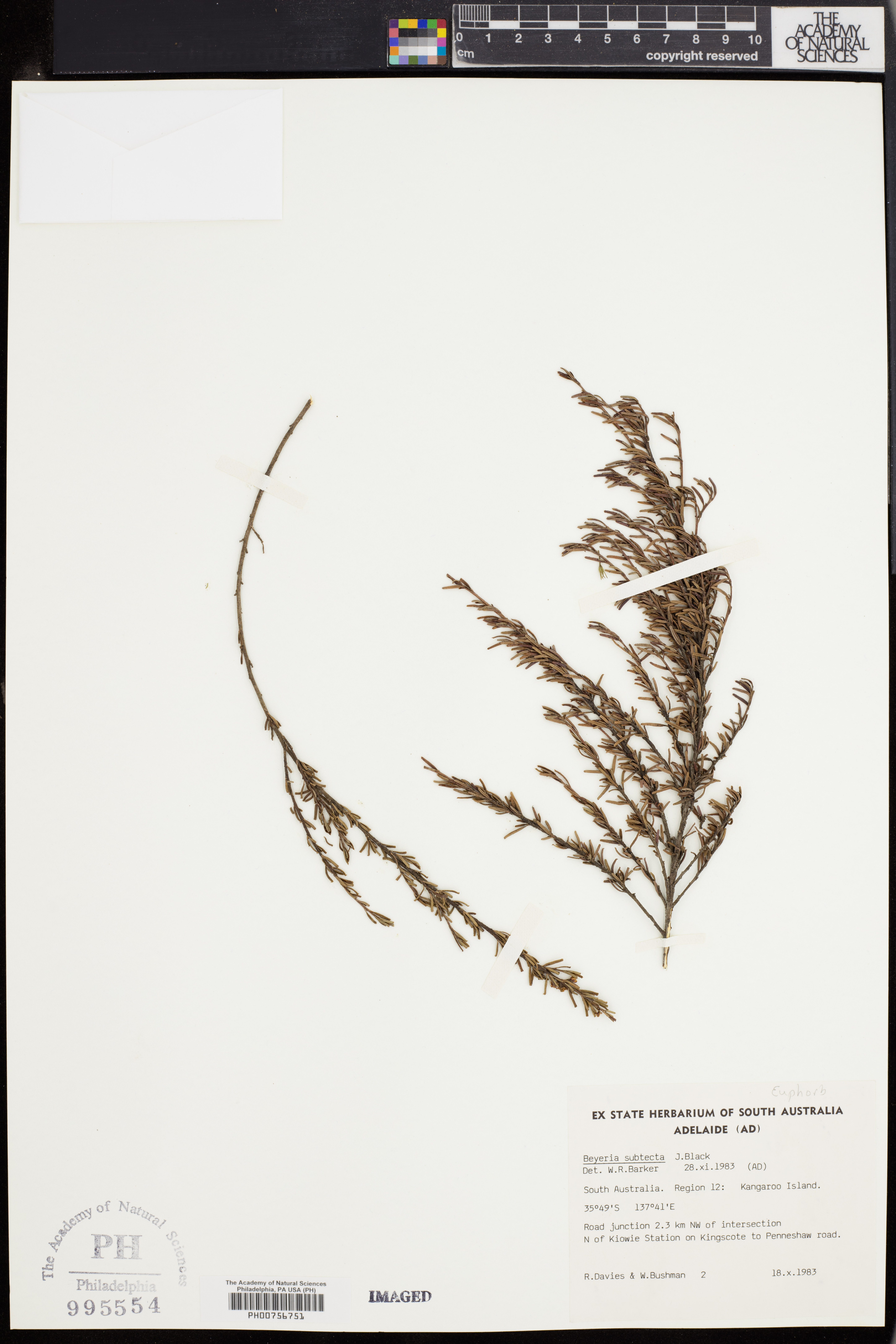 Beyeria subtecta