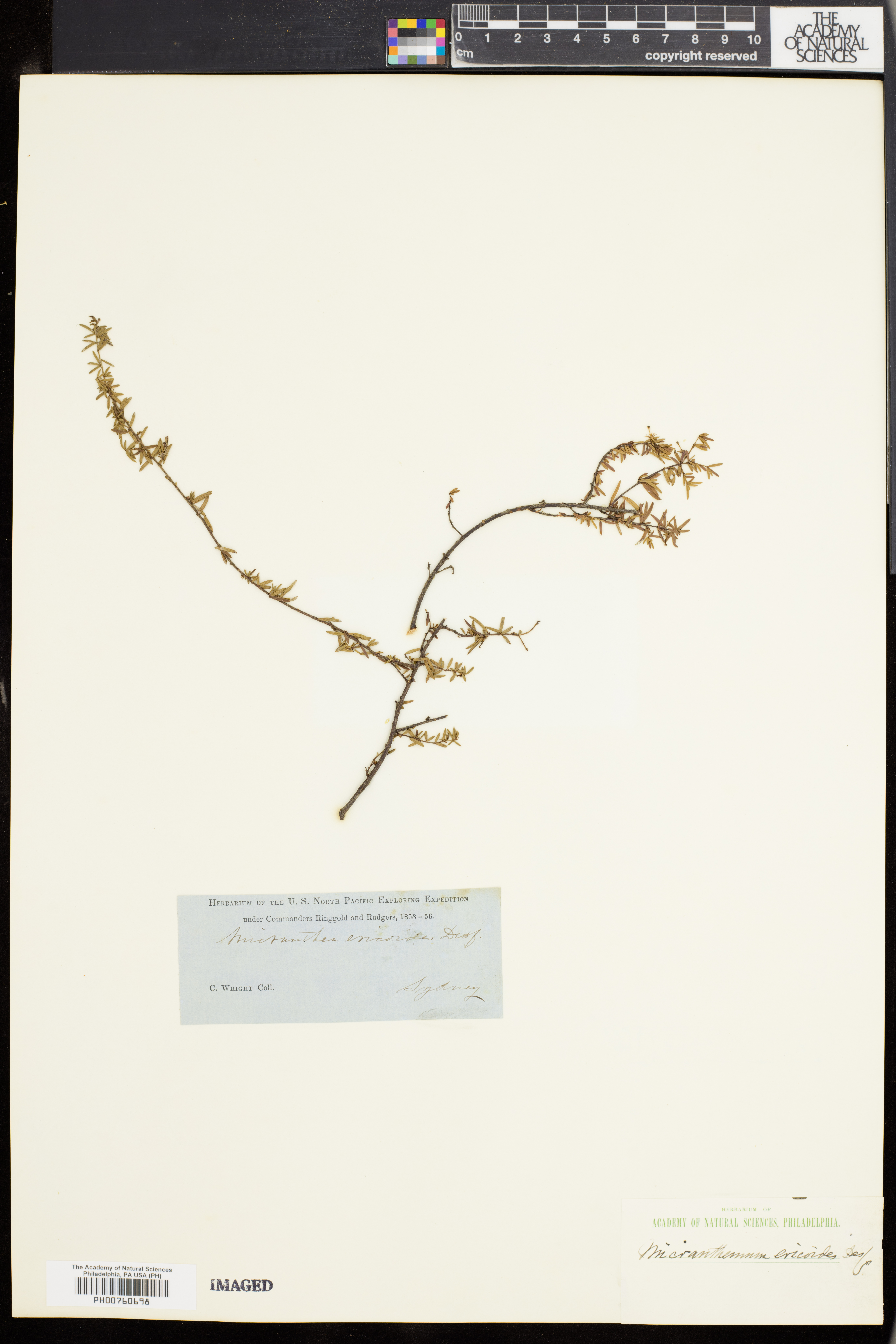 Micrantheum