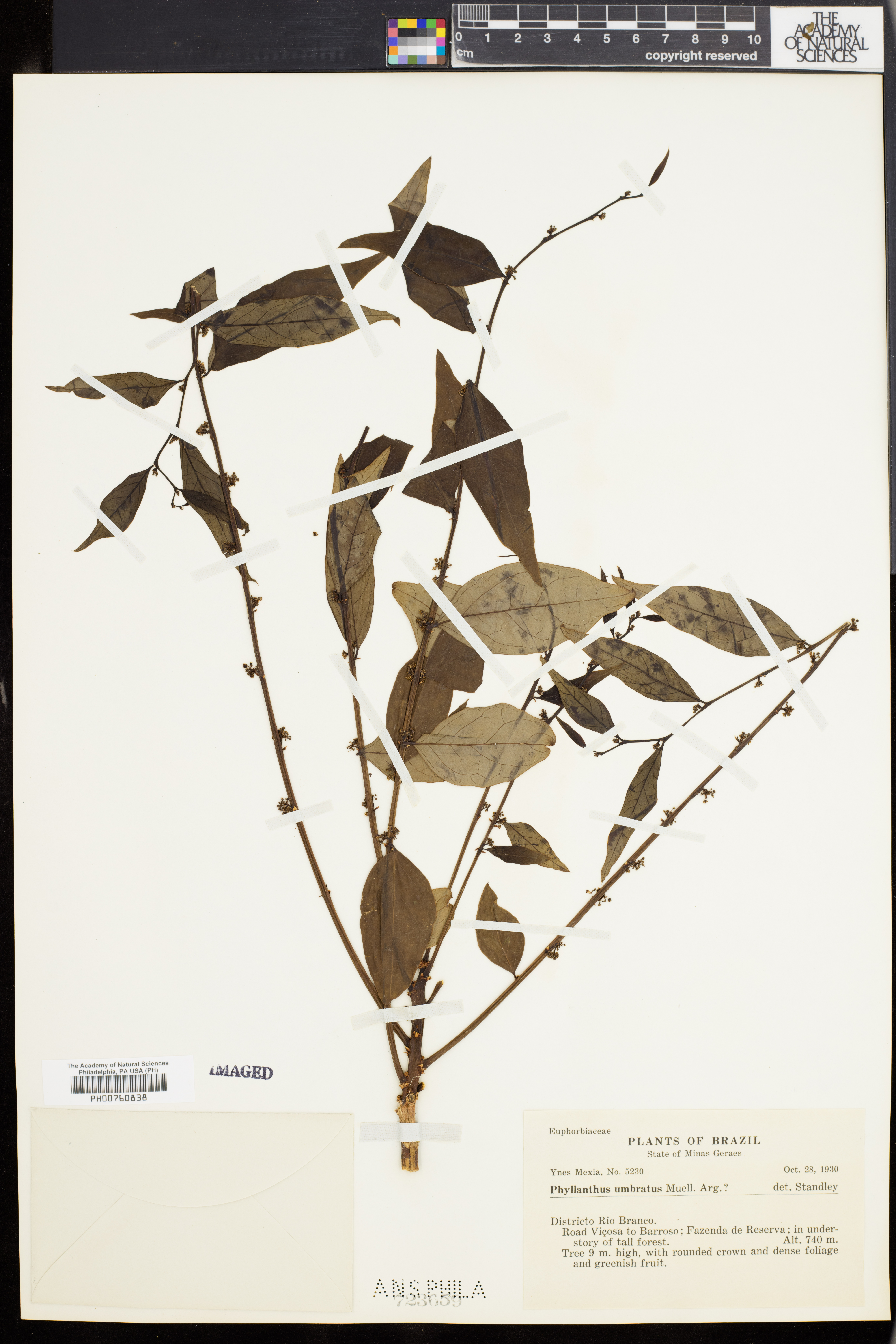 Phyllanthus umbratus