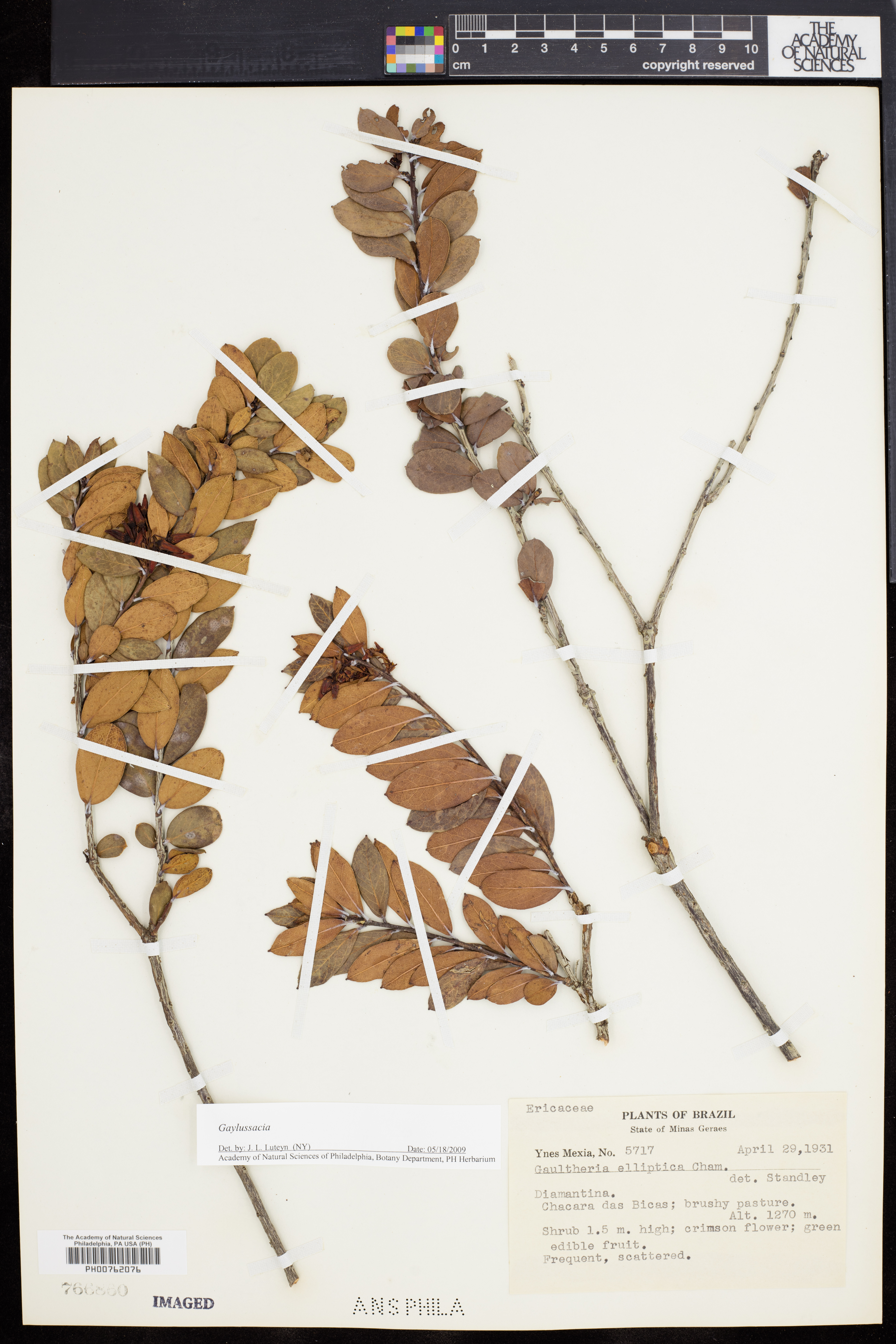 Gaylussacia brasiliensis