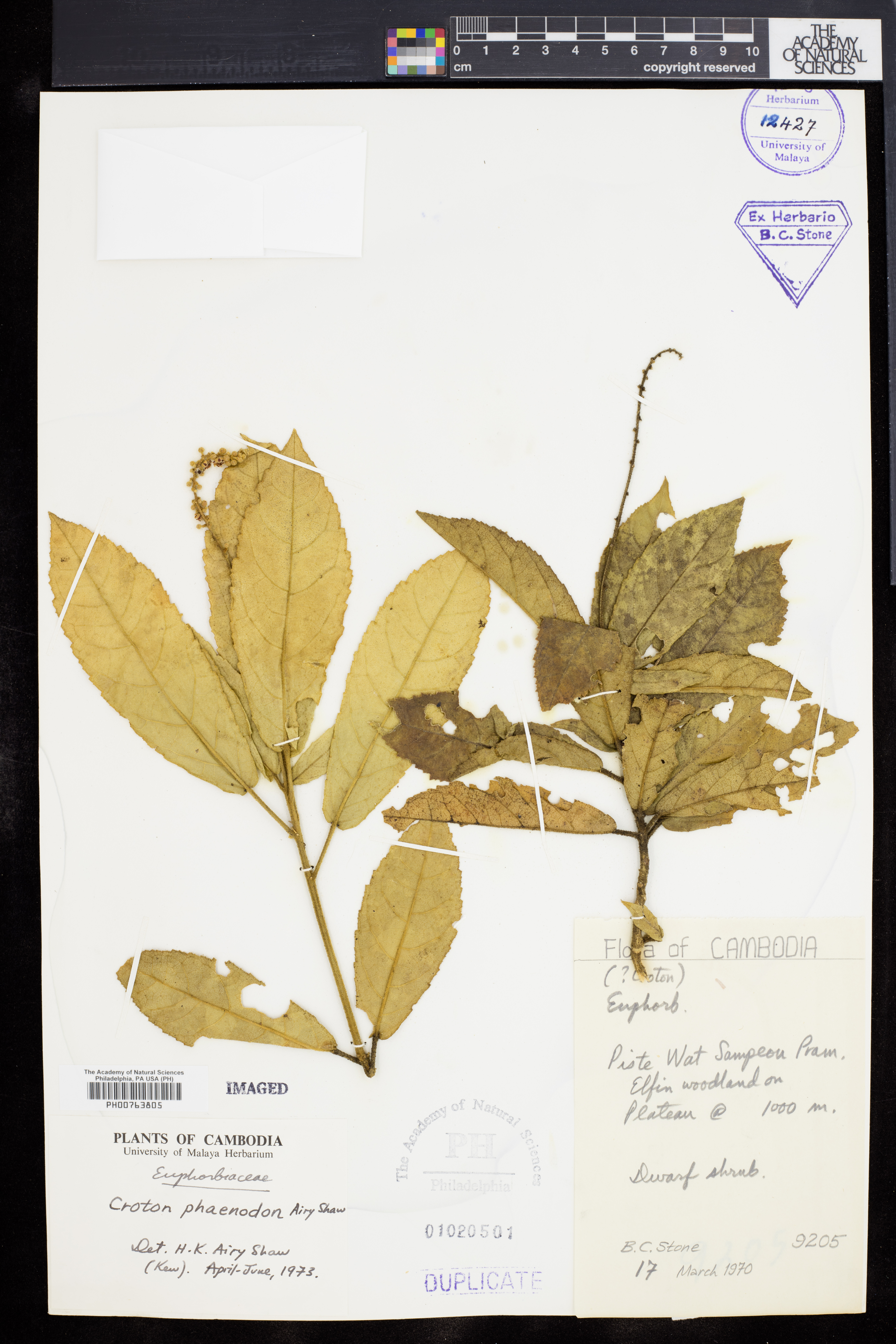 Croton phaenodon