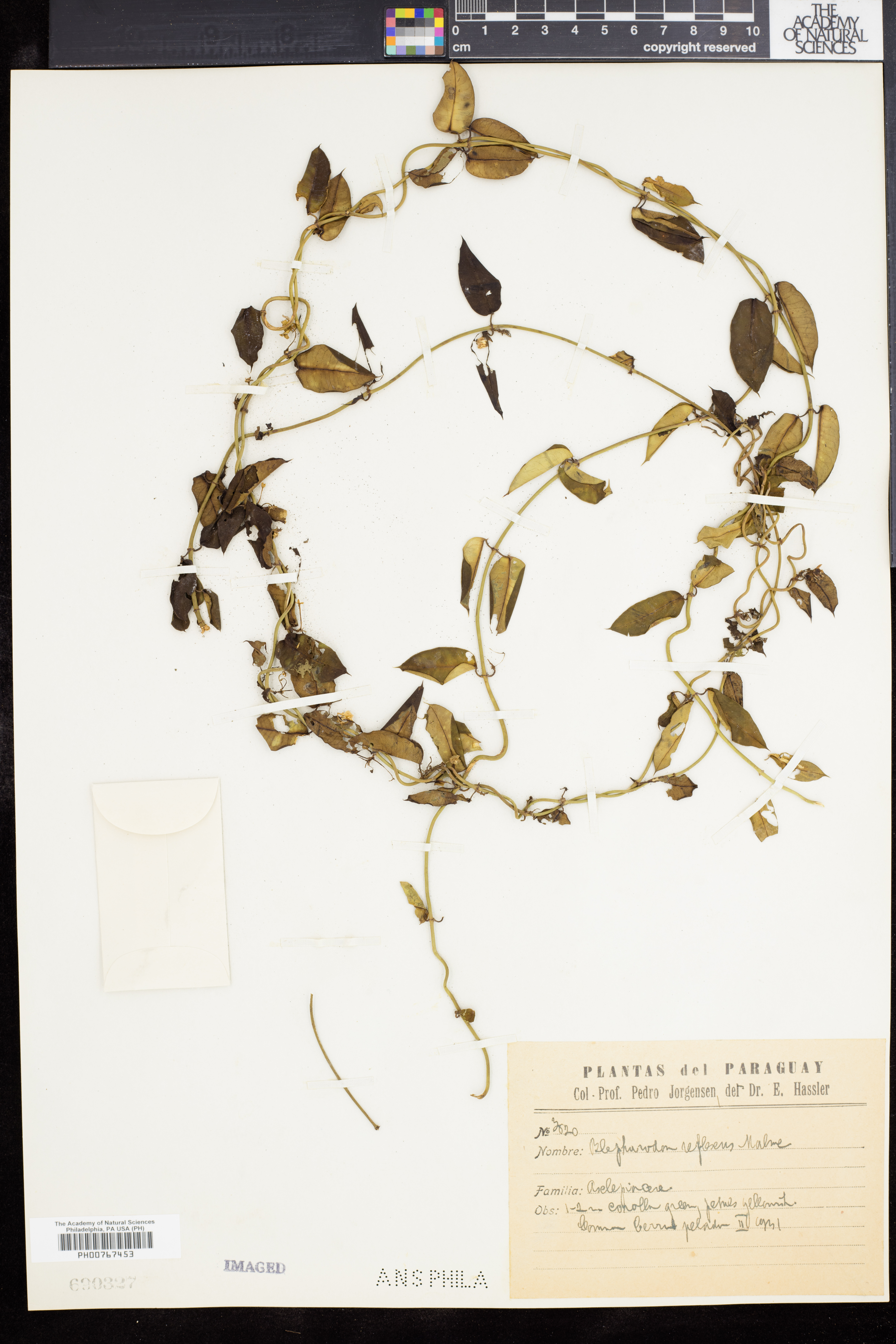 Blepharodon reflexum