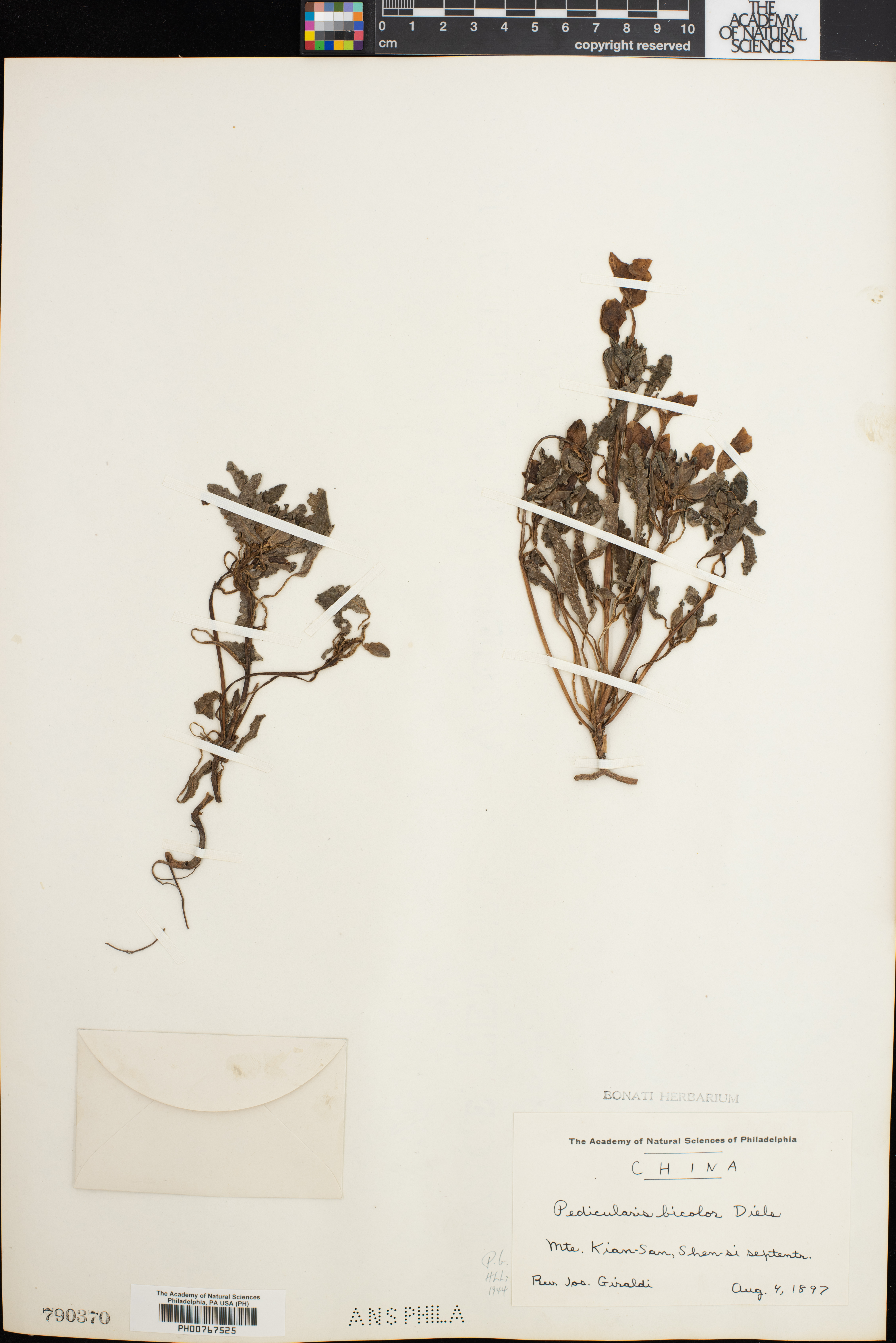 Pedicularis bicolor