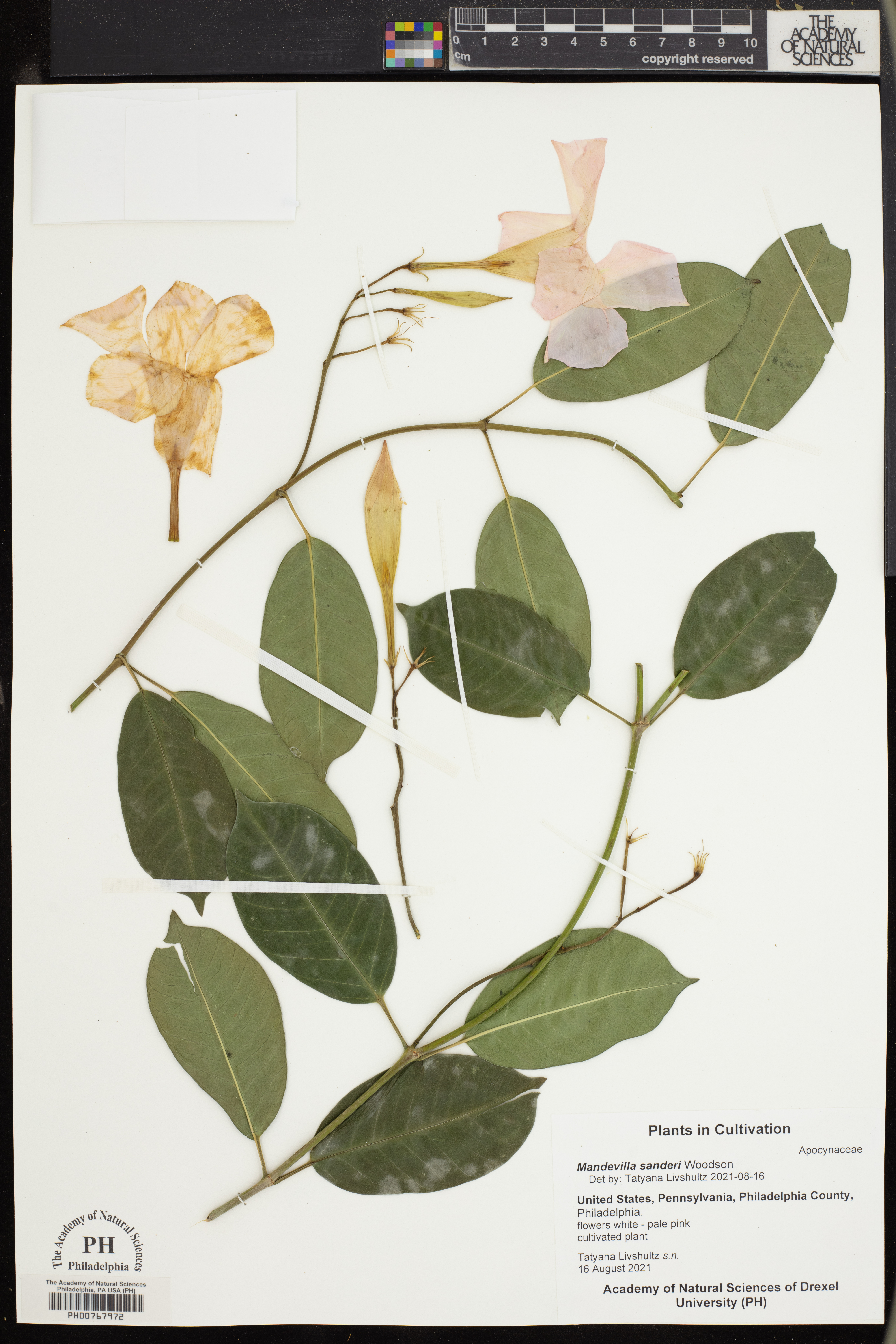 Mandevilla sanderi