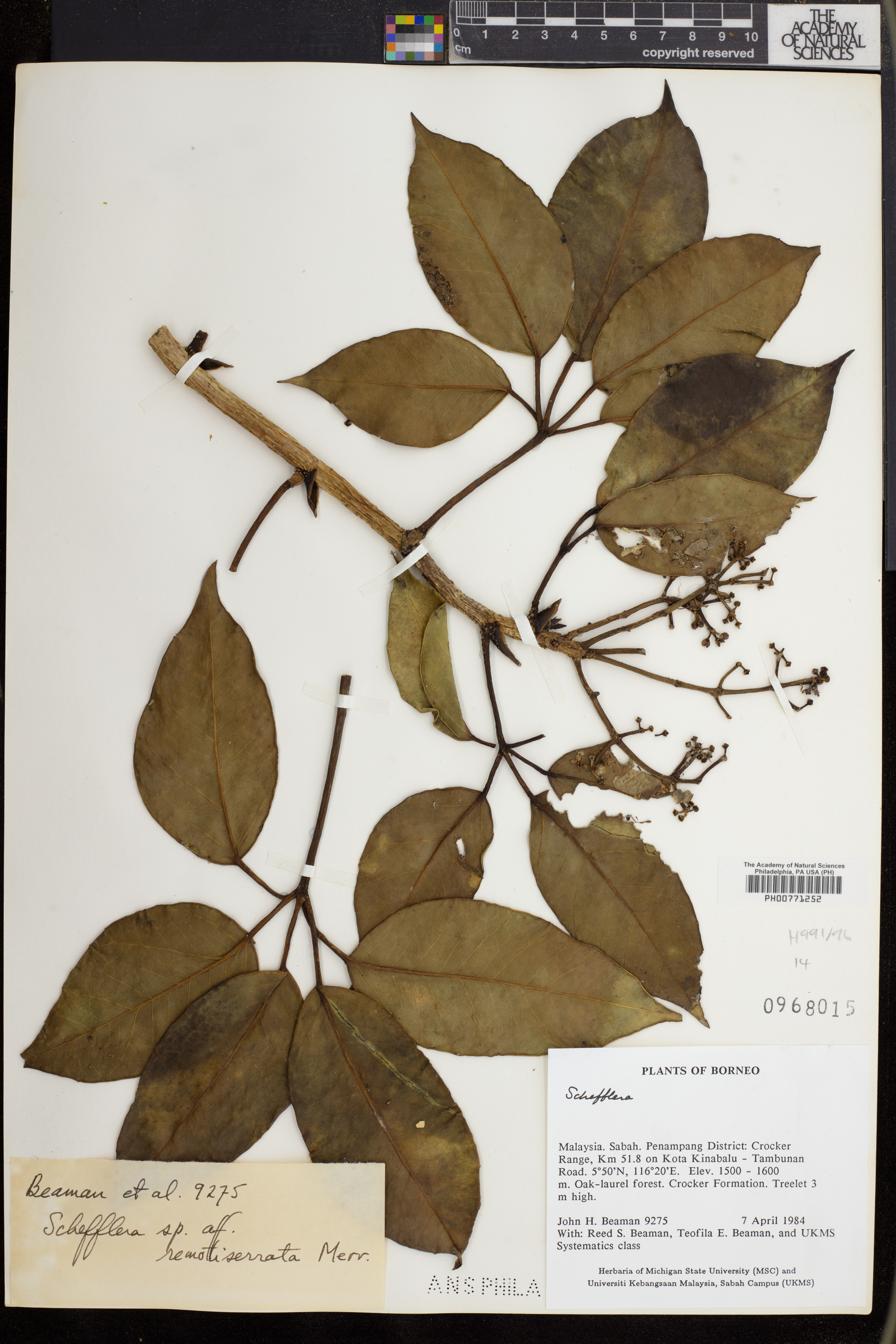 Schefflera remotiserrata