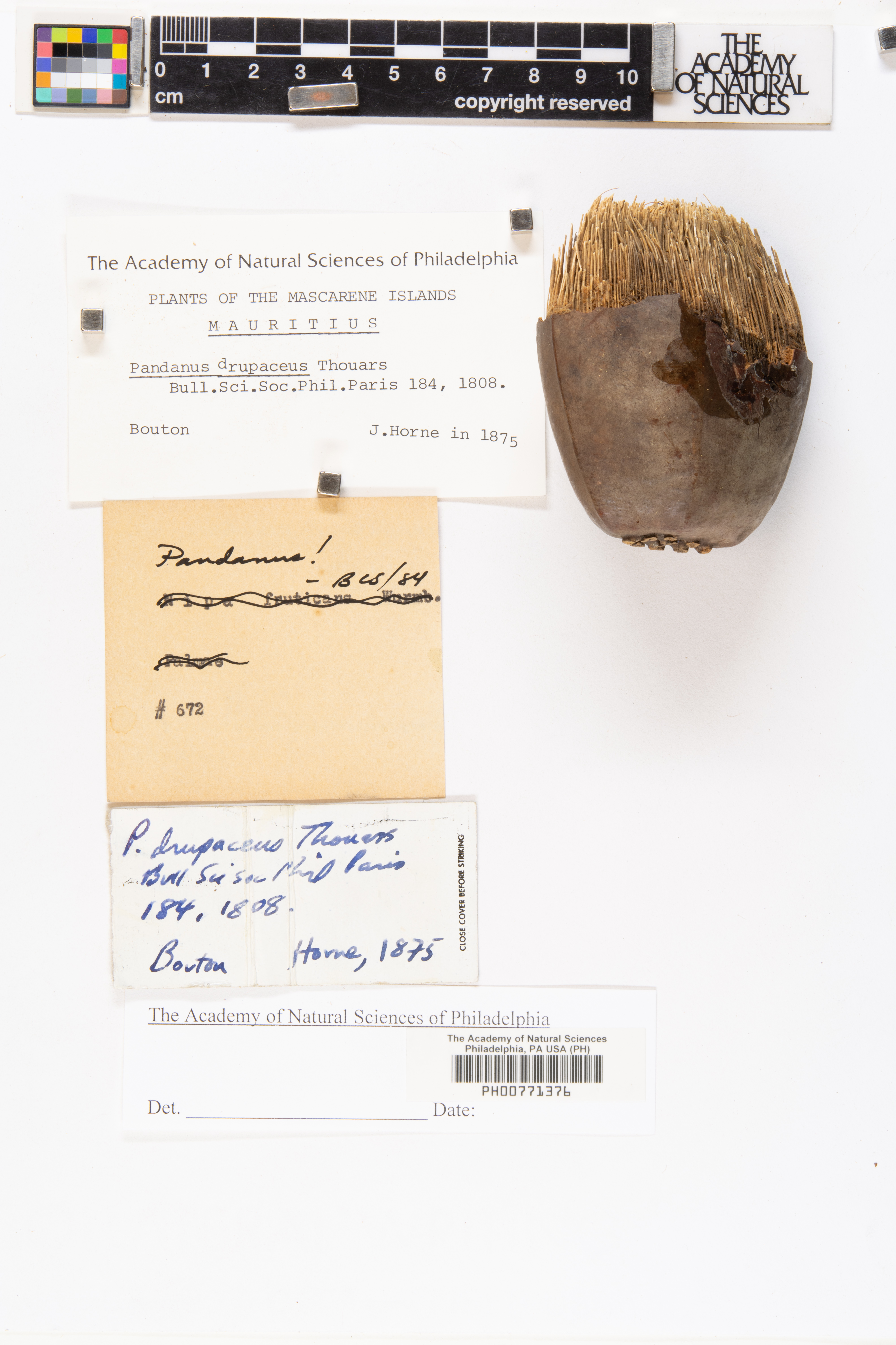 Pandanus drupaceus image