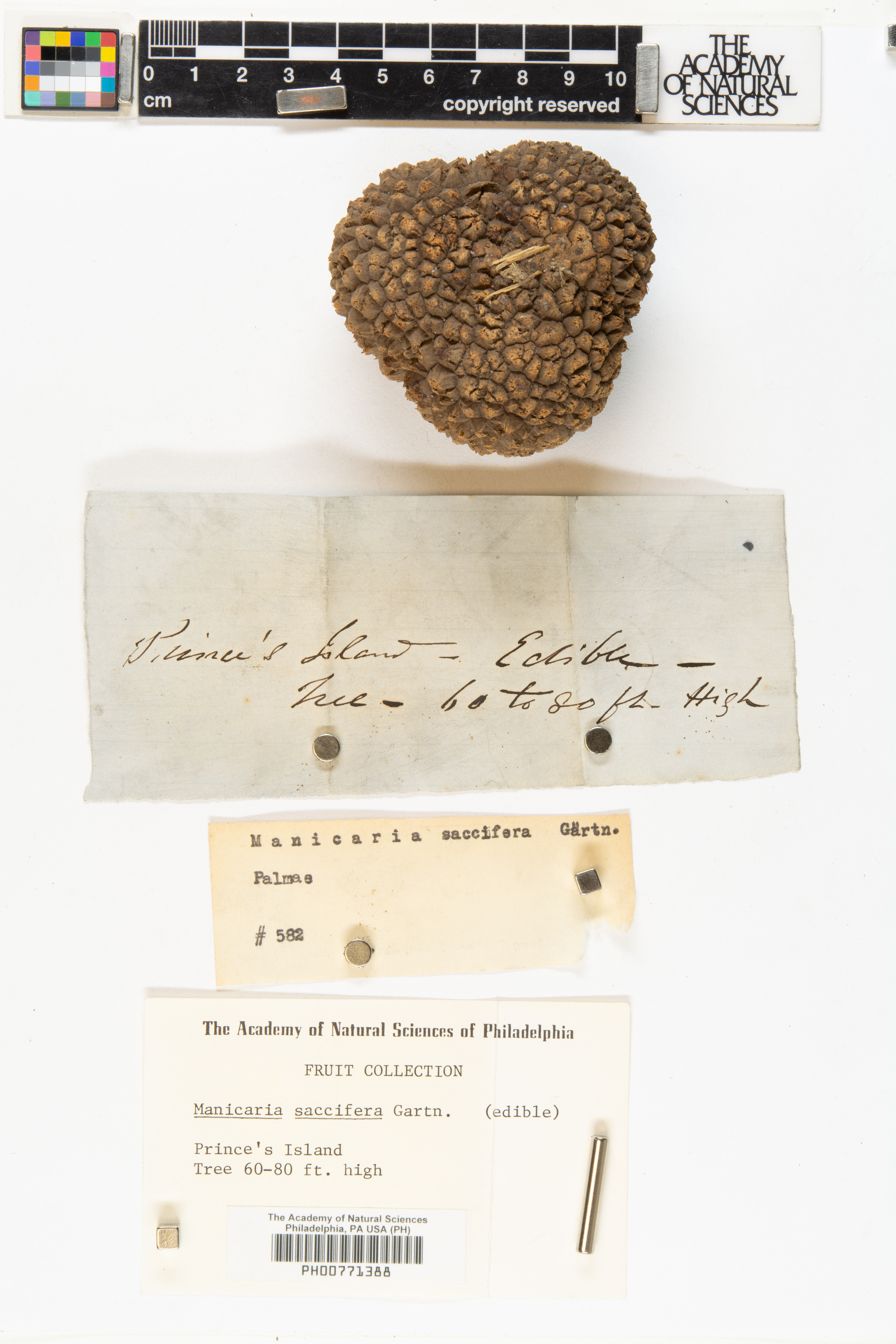 Manicaria saccifera image