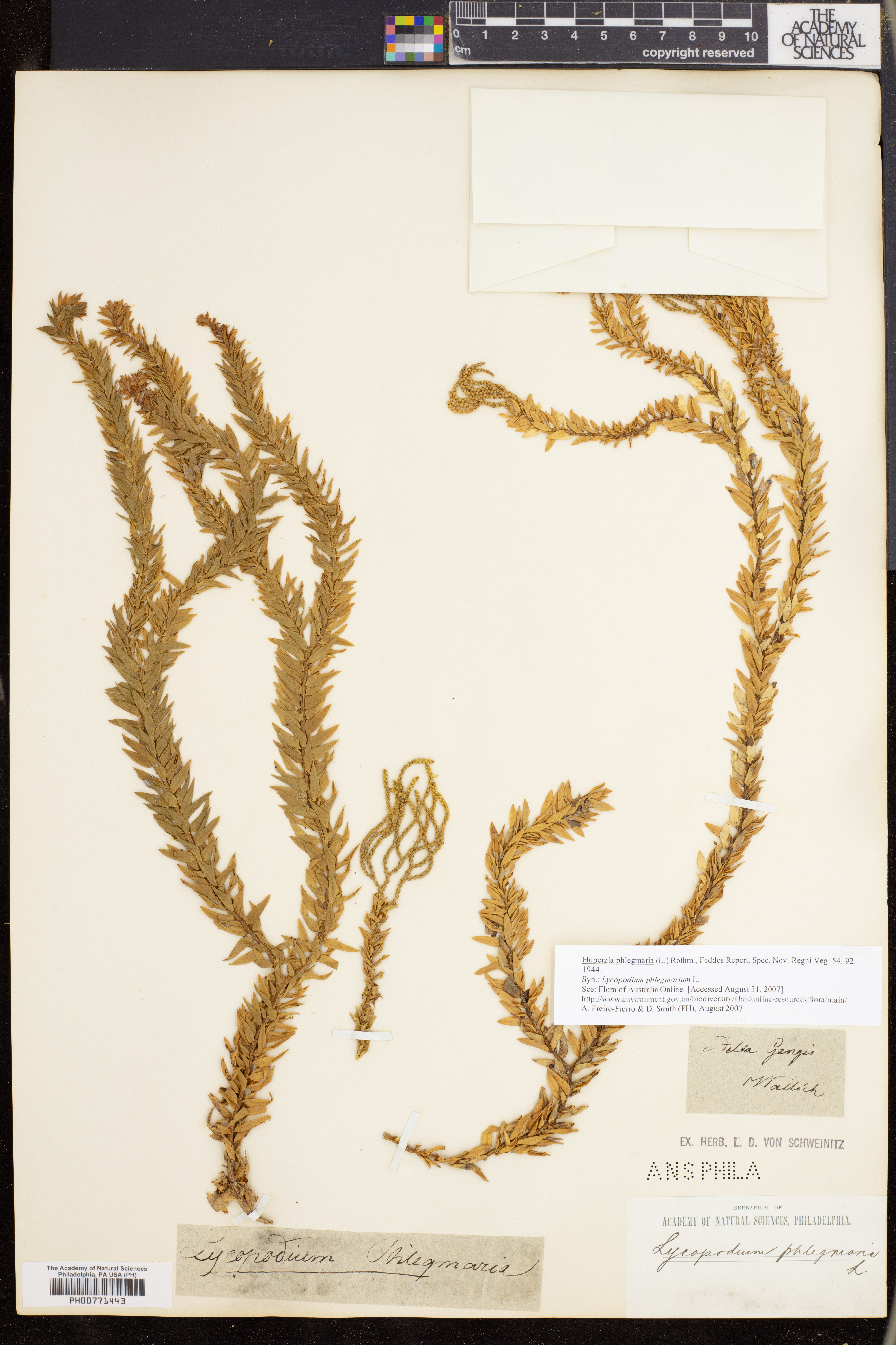 Huperzia phlegmaria image