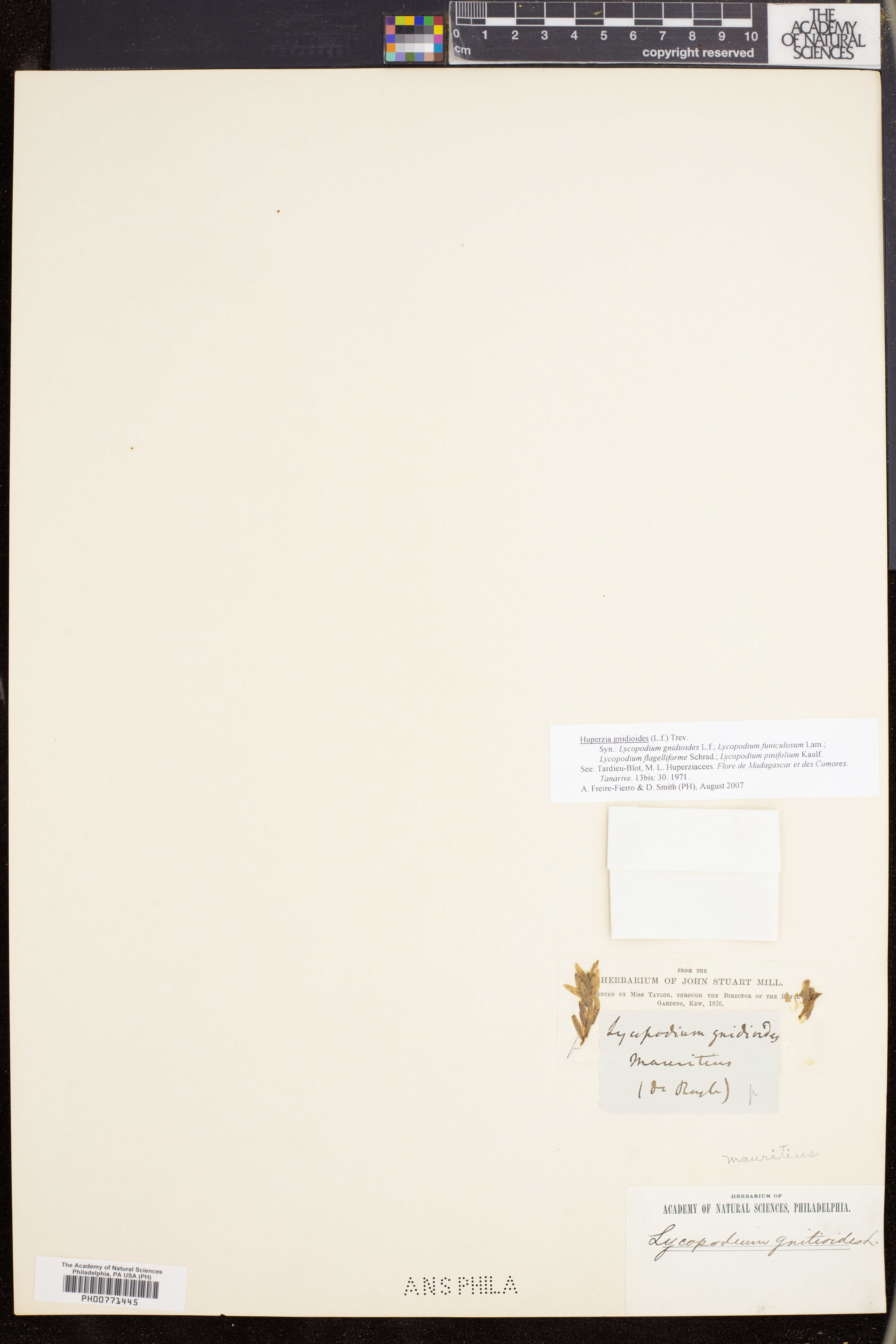 Phlegmariurus gnidioides image