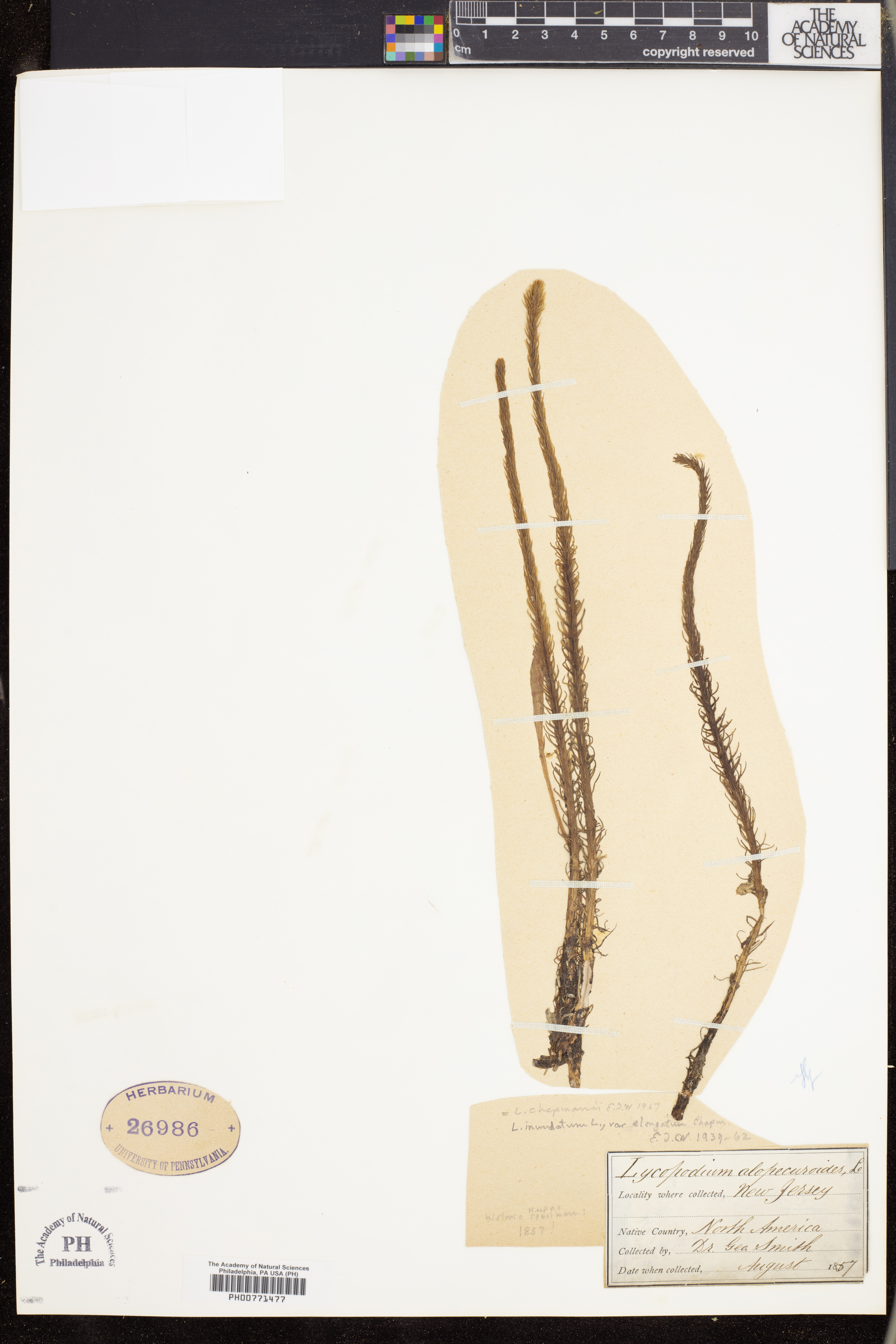 Lycopodium chapmanii image