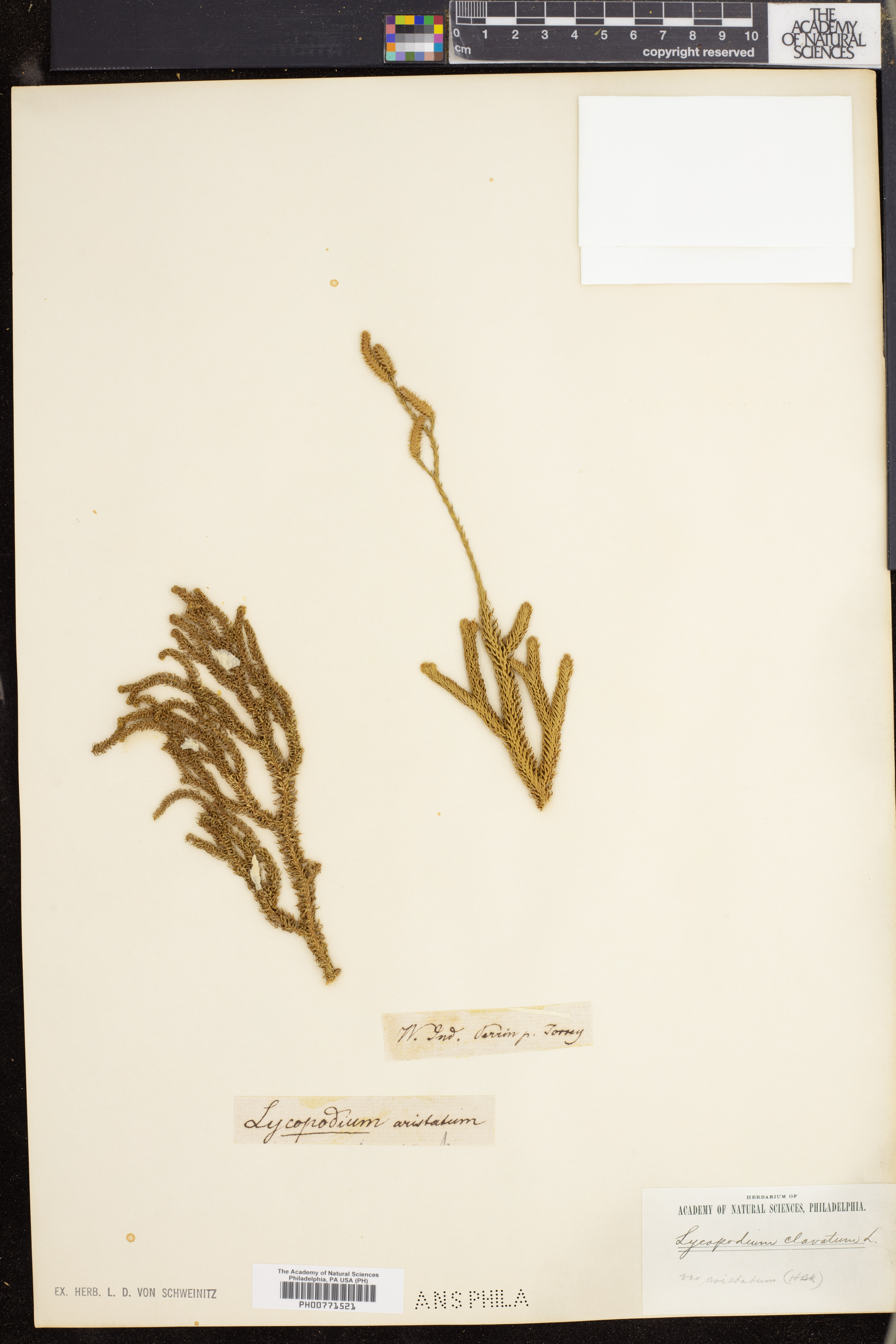 Lycopodium clavatum var. aristatum image