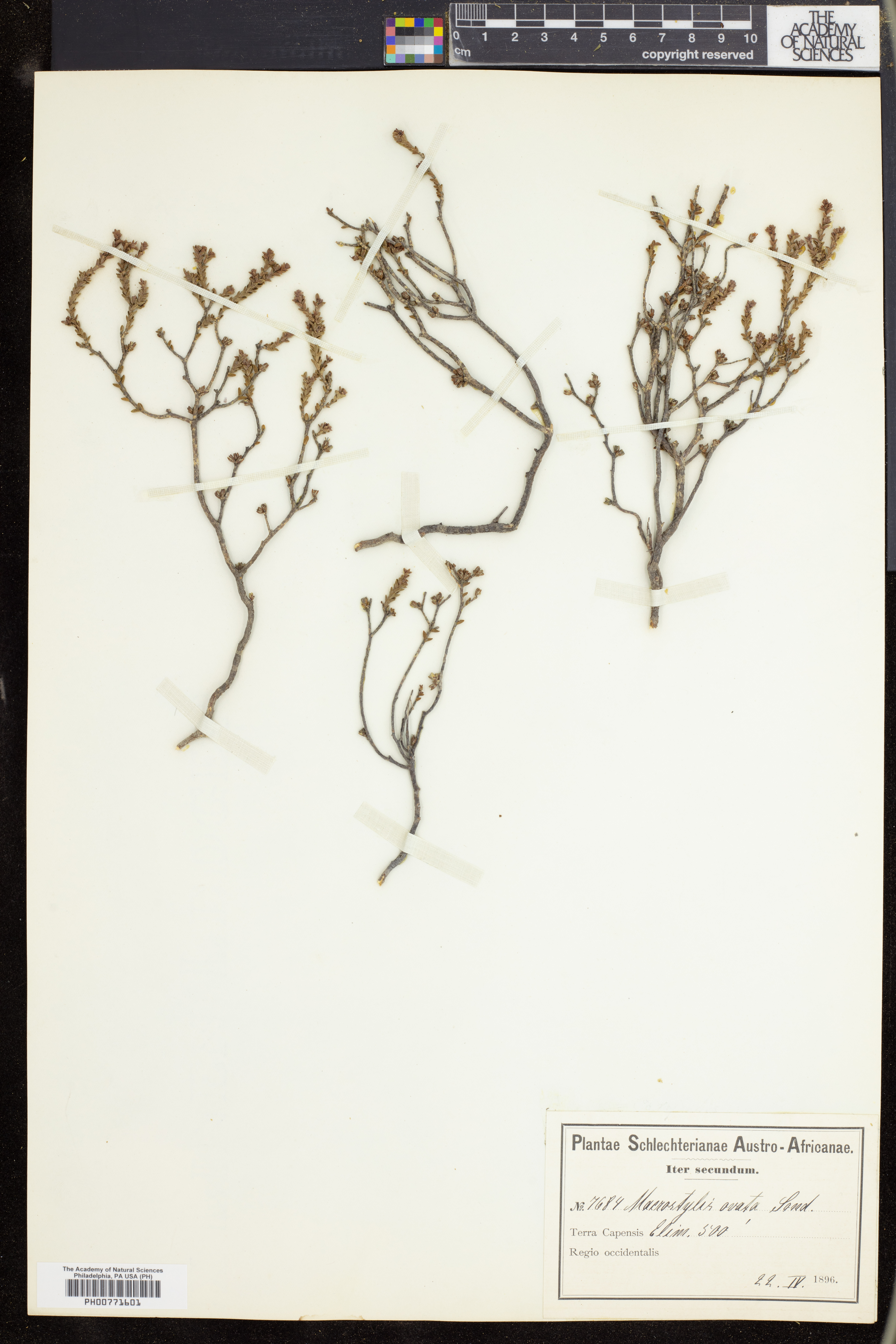 Macrostylis ovata