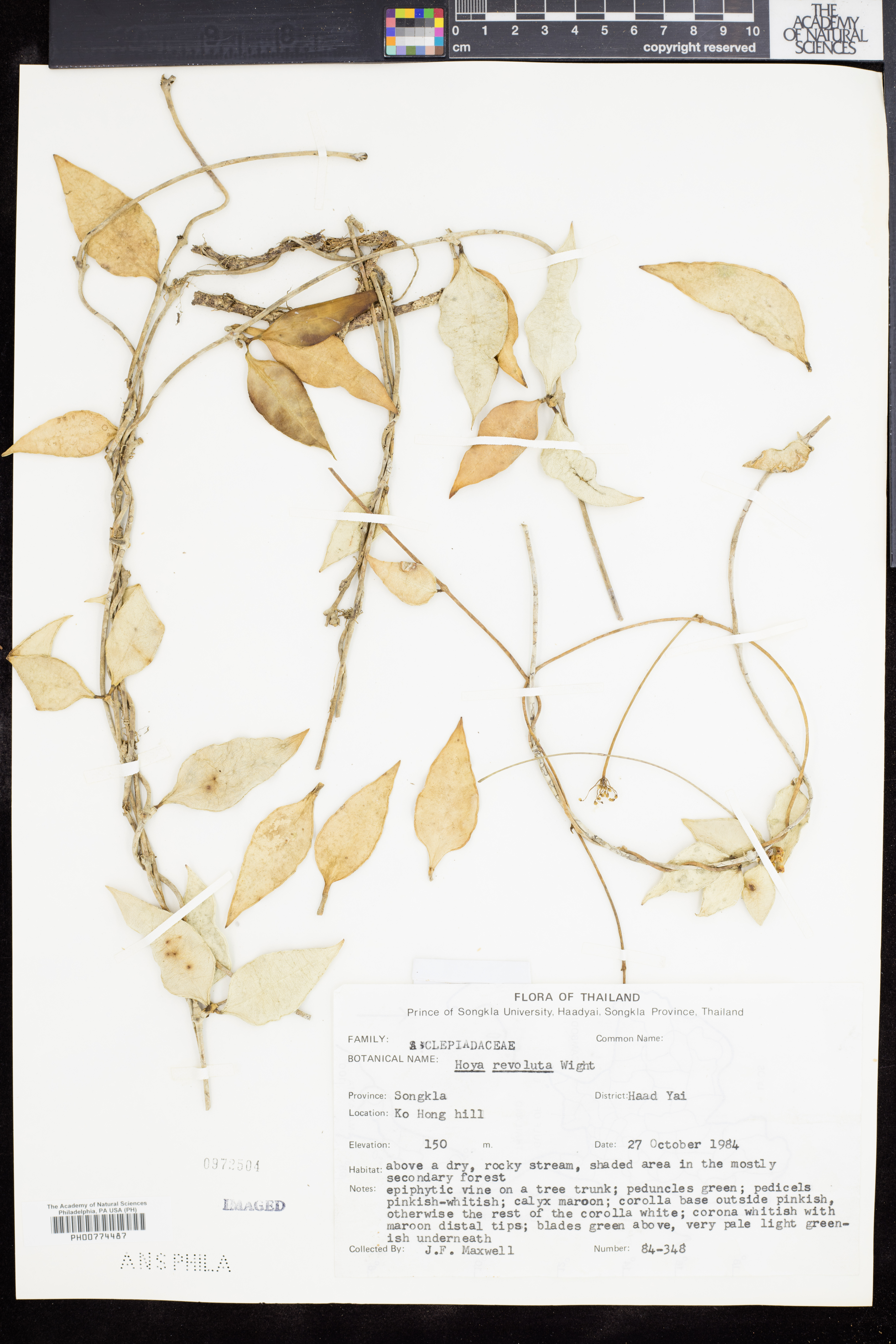 Hoya revoluta (Hoya revoluta)