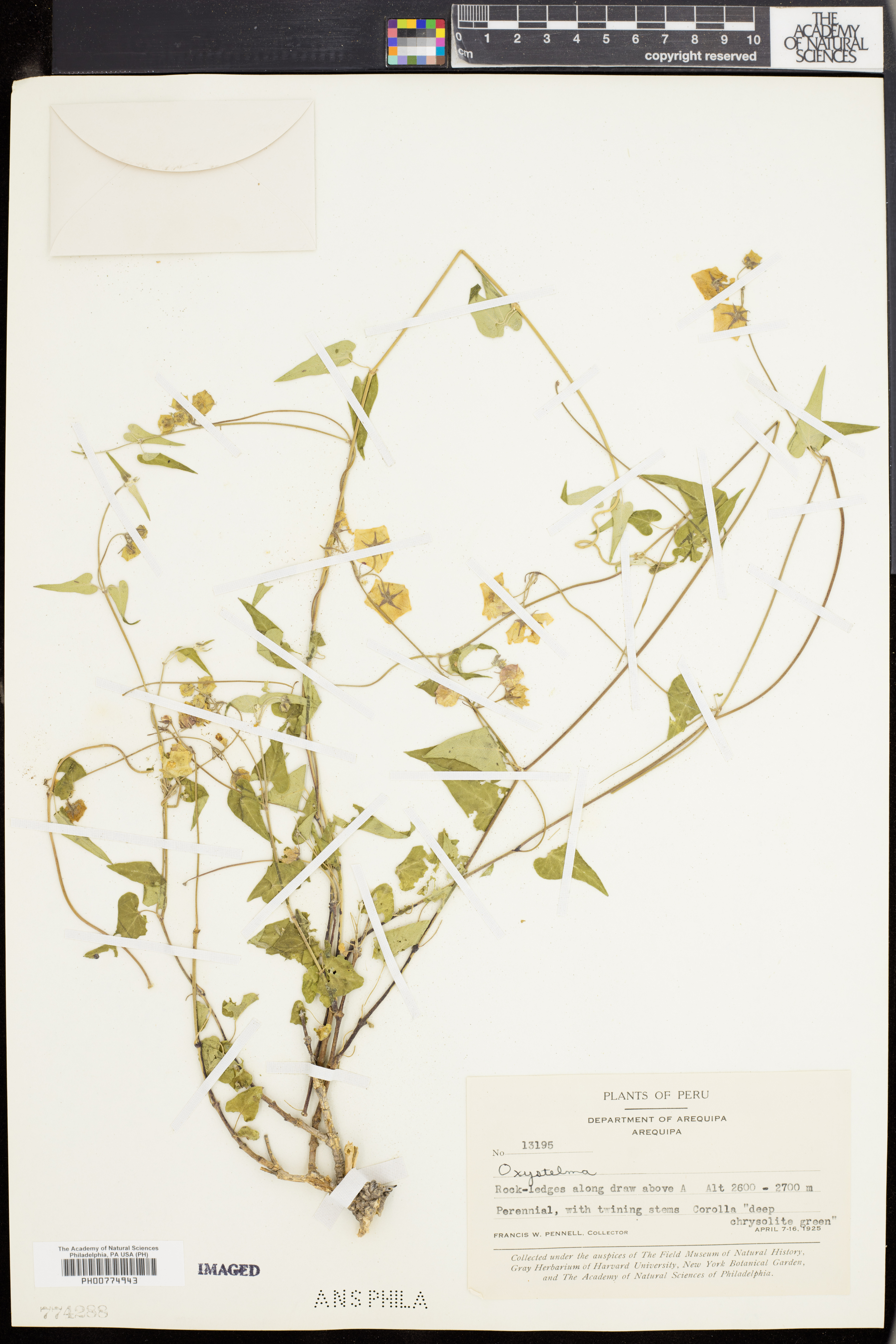 Oxystelma