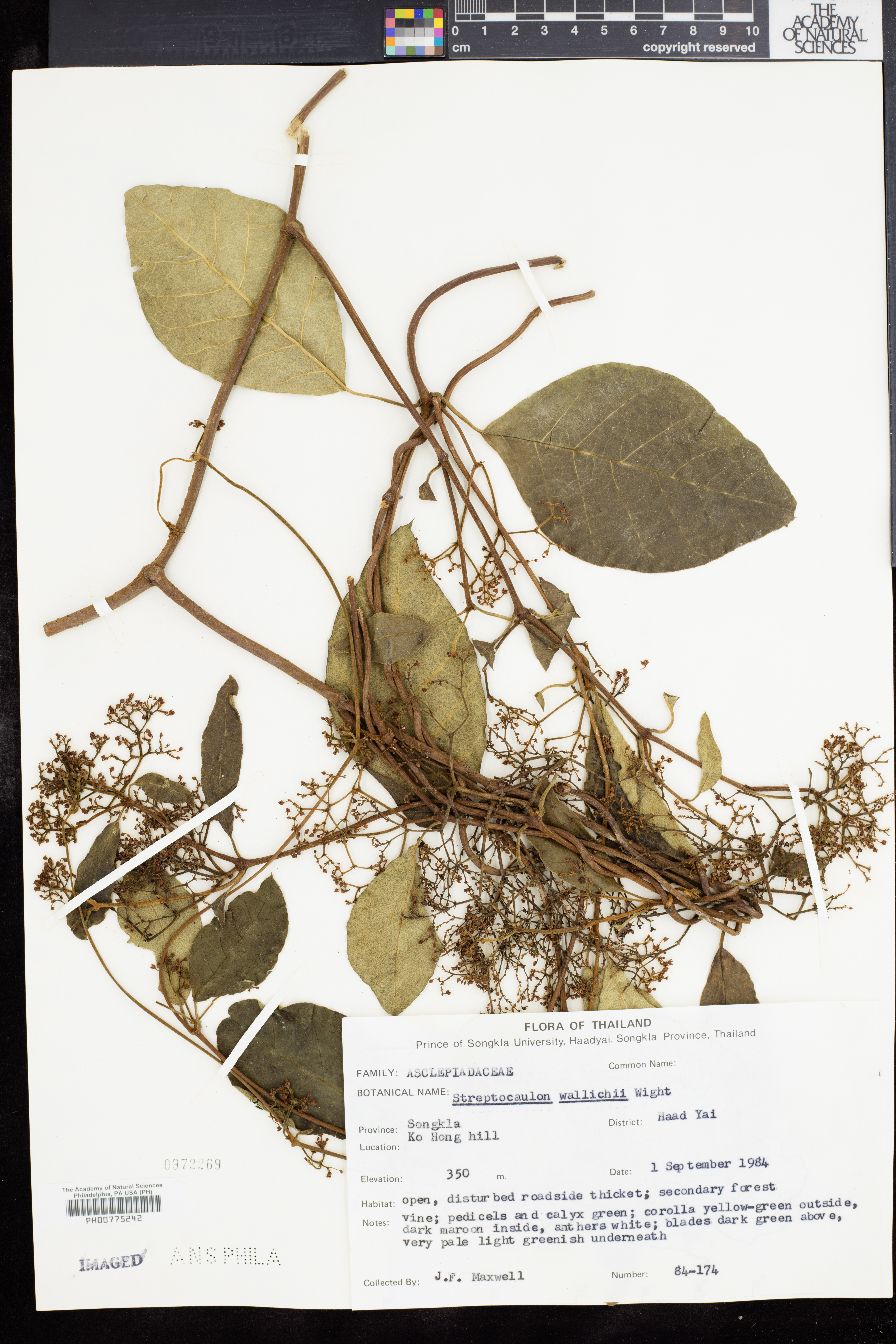 Streptocaulon wallichii (Streptocaulon wallichii)