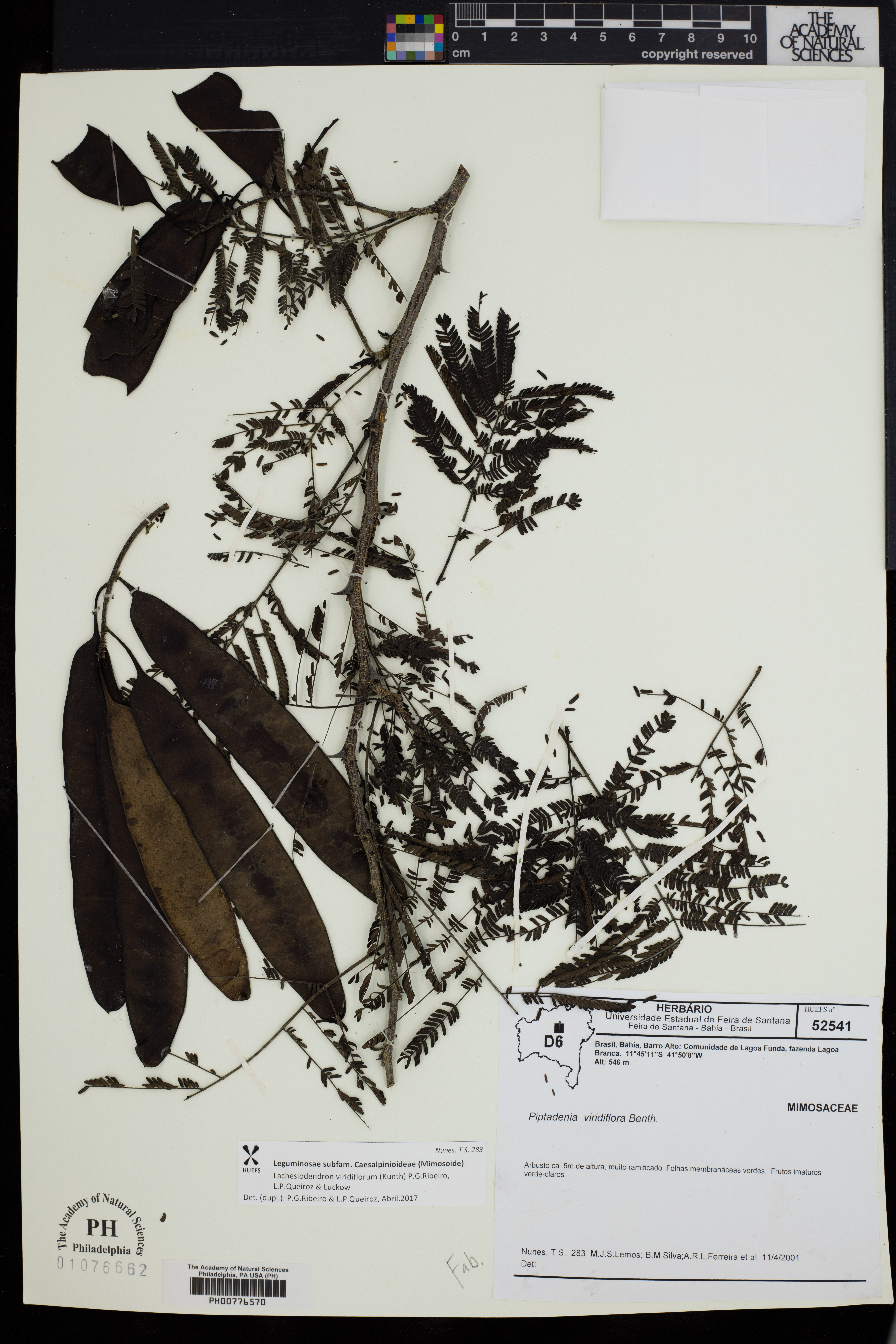 Lachesiodendron viridiflorum