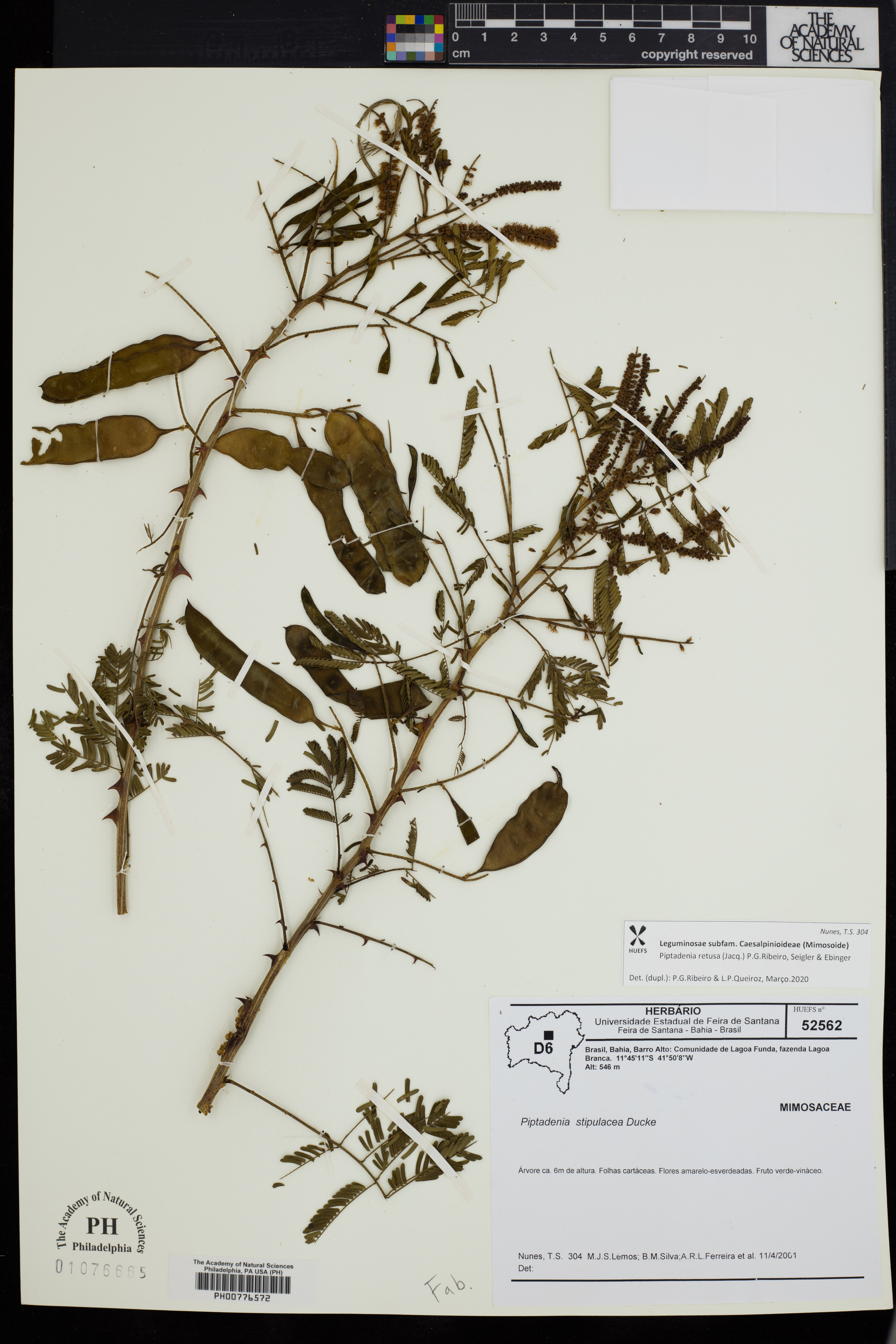 Piptadenia retusa