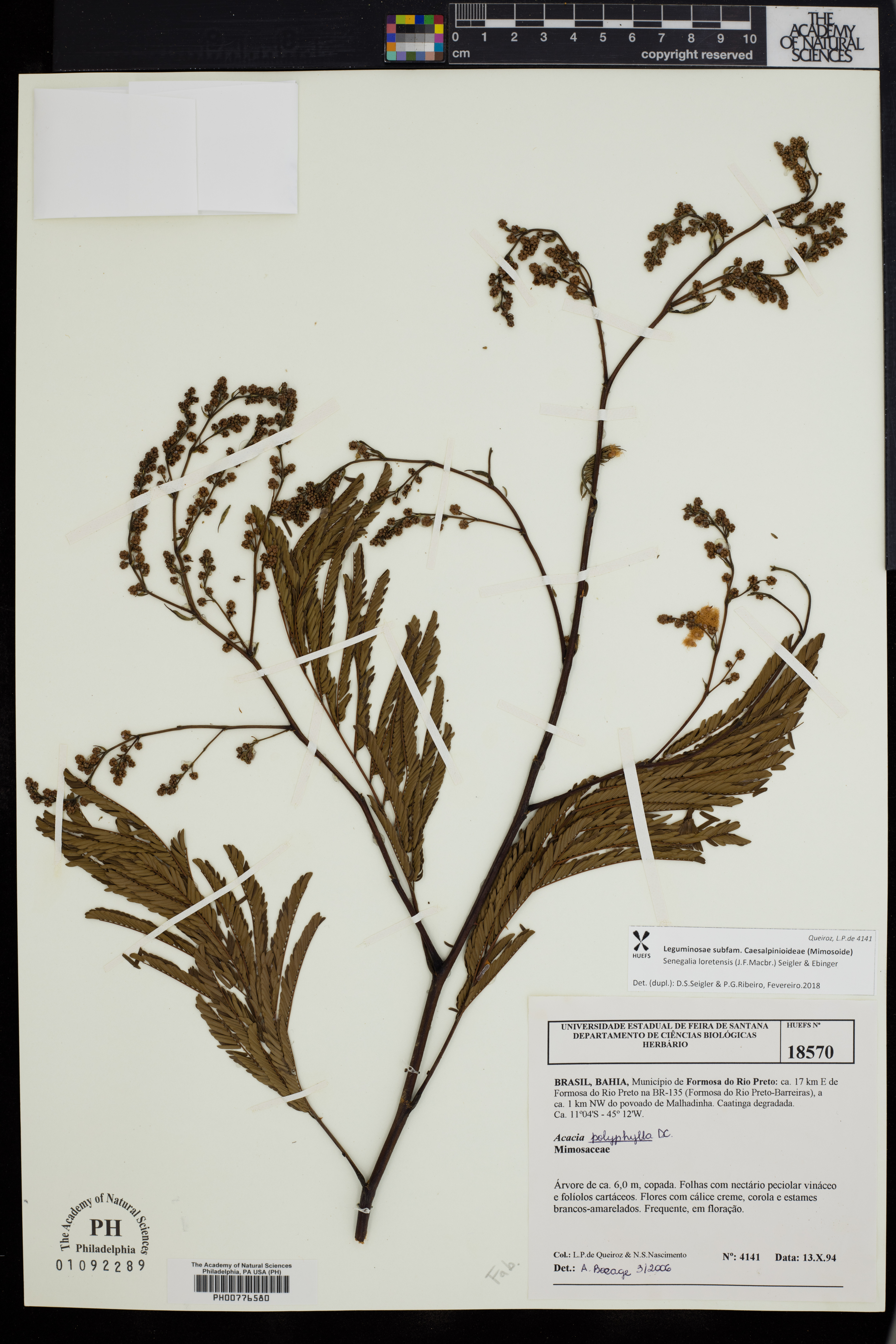 Senegalia loretensis