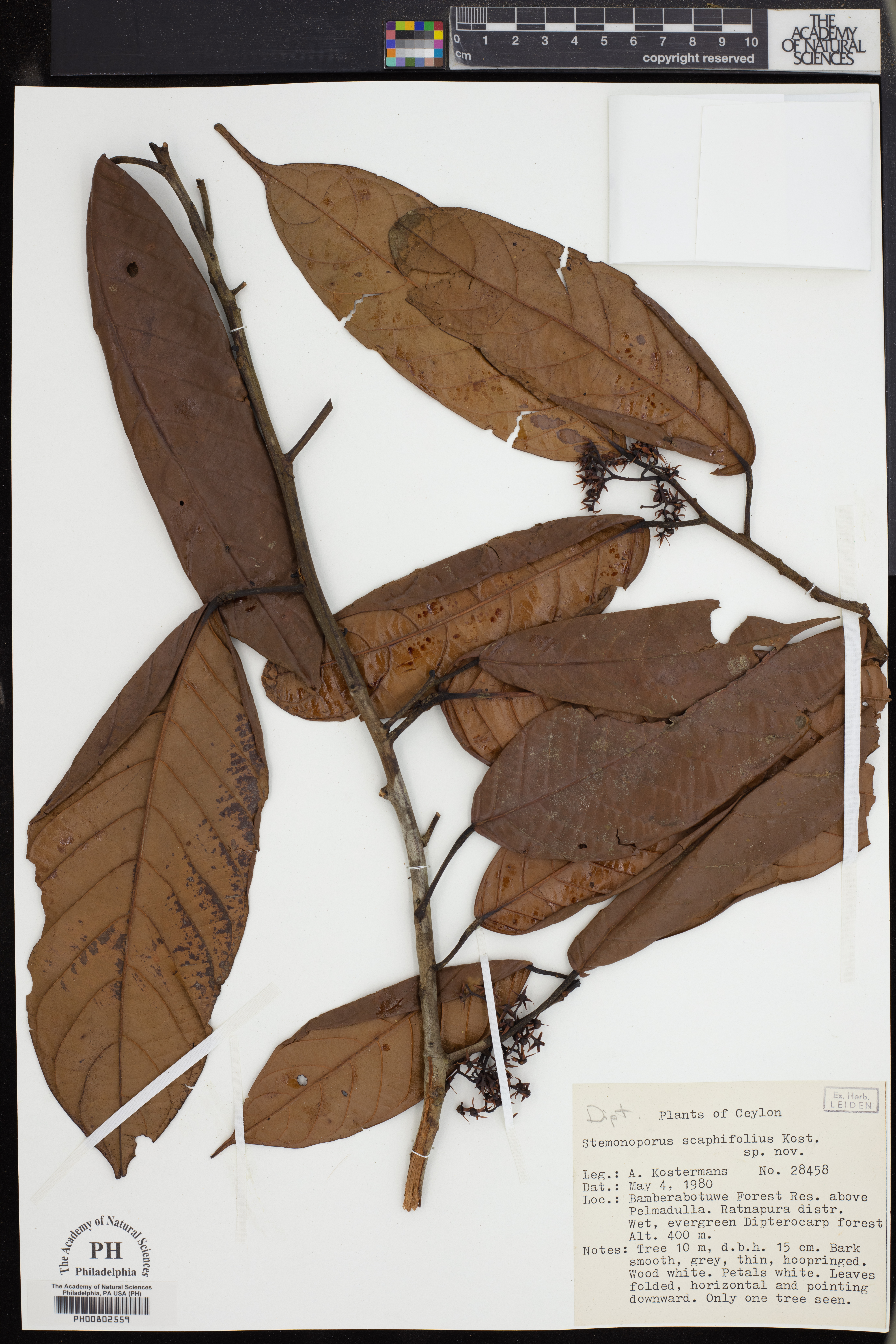 Stemonoporus scaphifolius thumbnail