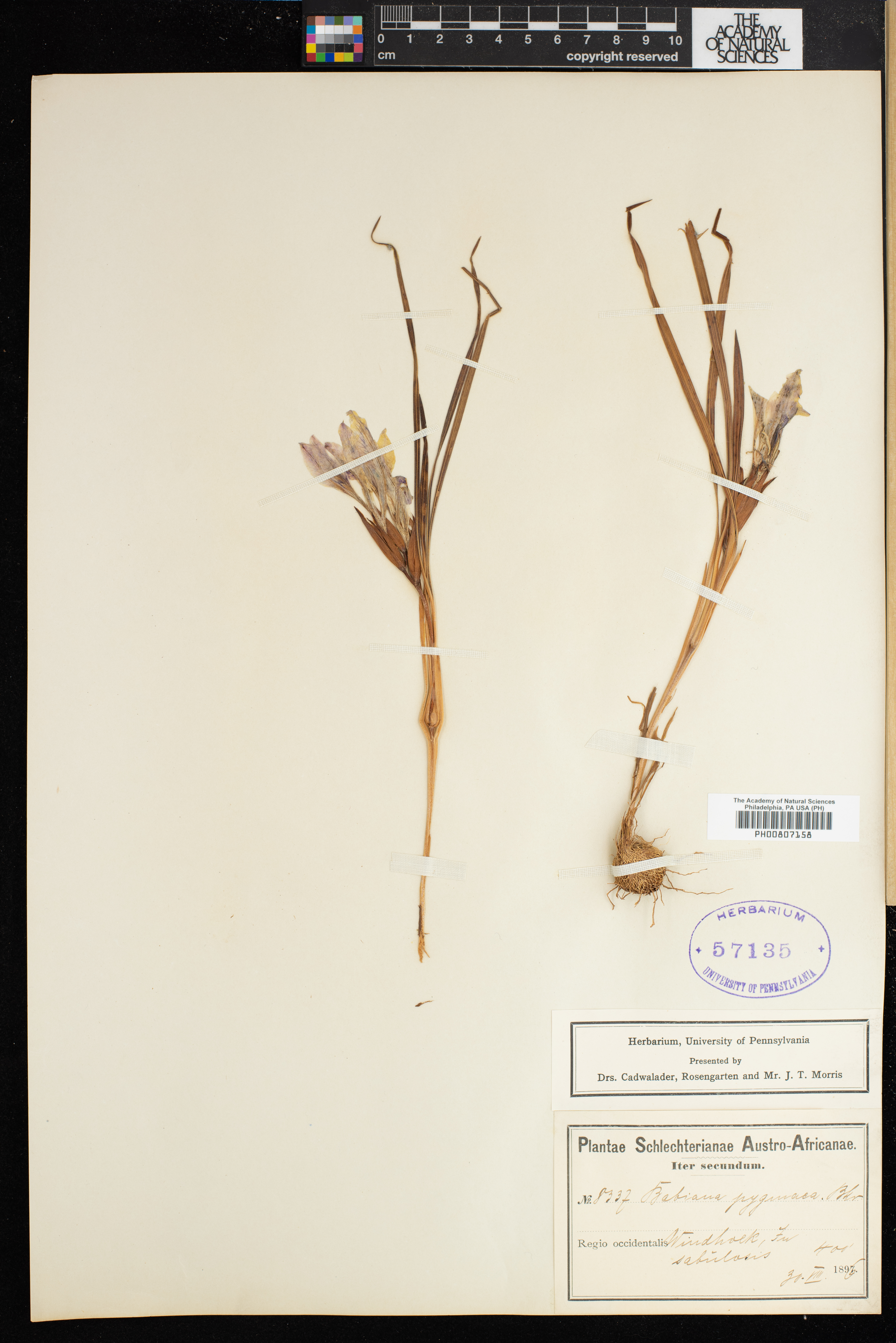 Babiana pygmaea thumbnail