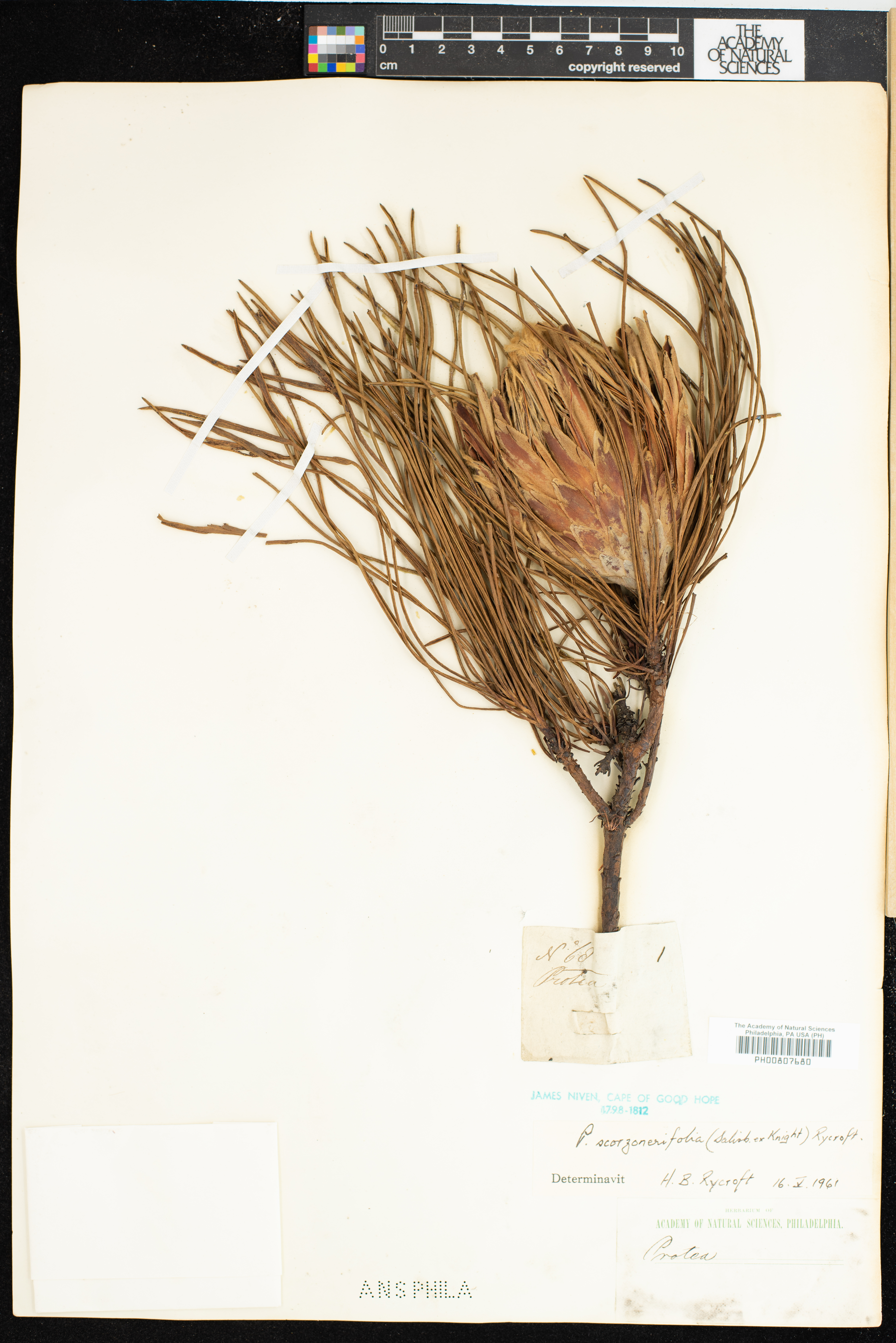 Protea scorzonerifolia thumbnail
