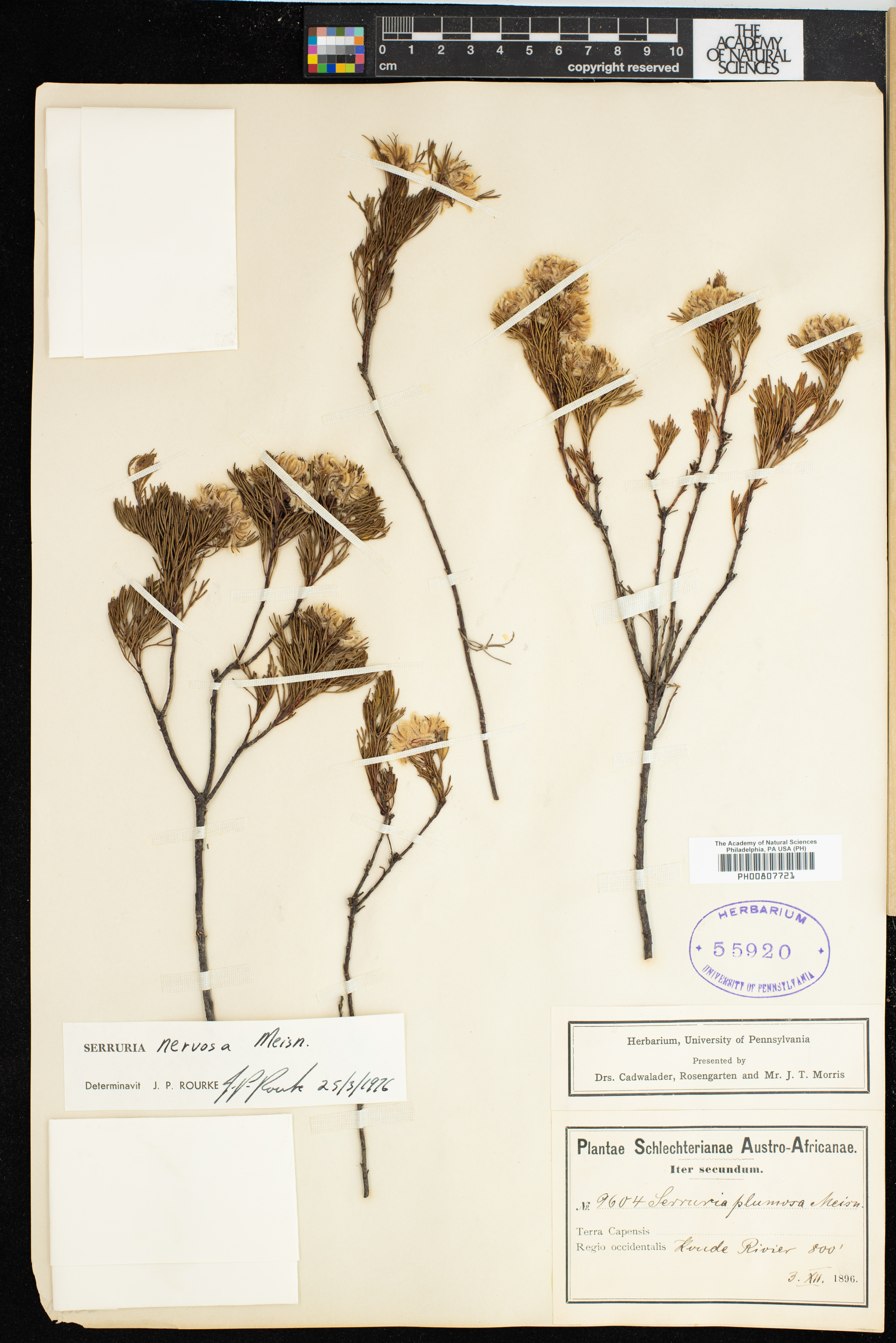 Serruria nervosa thumbnail