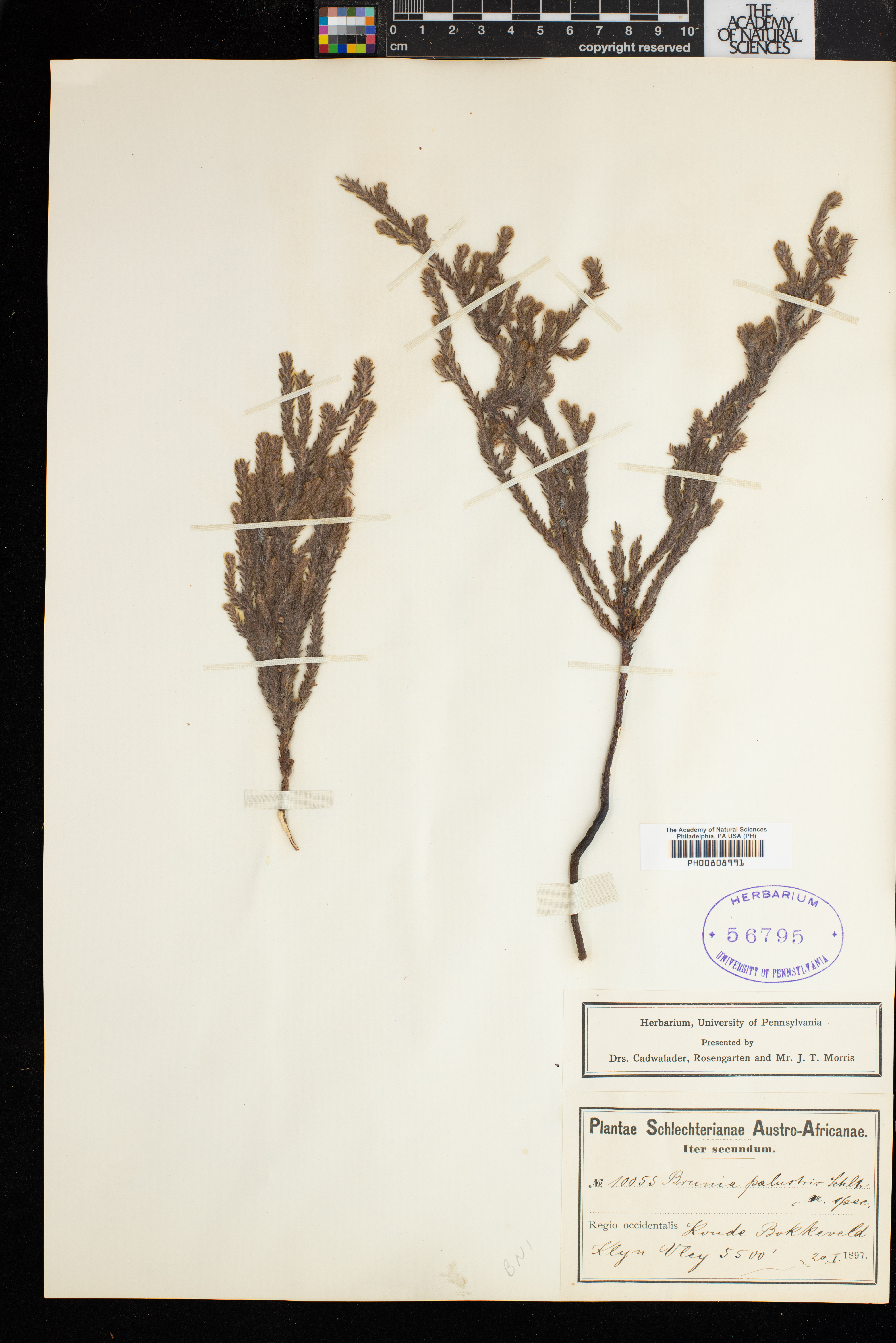 Brunia palustris thumbnail
