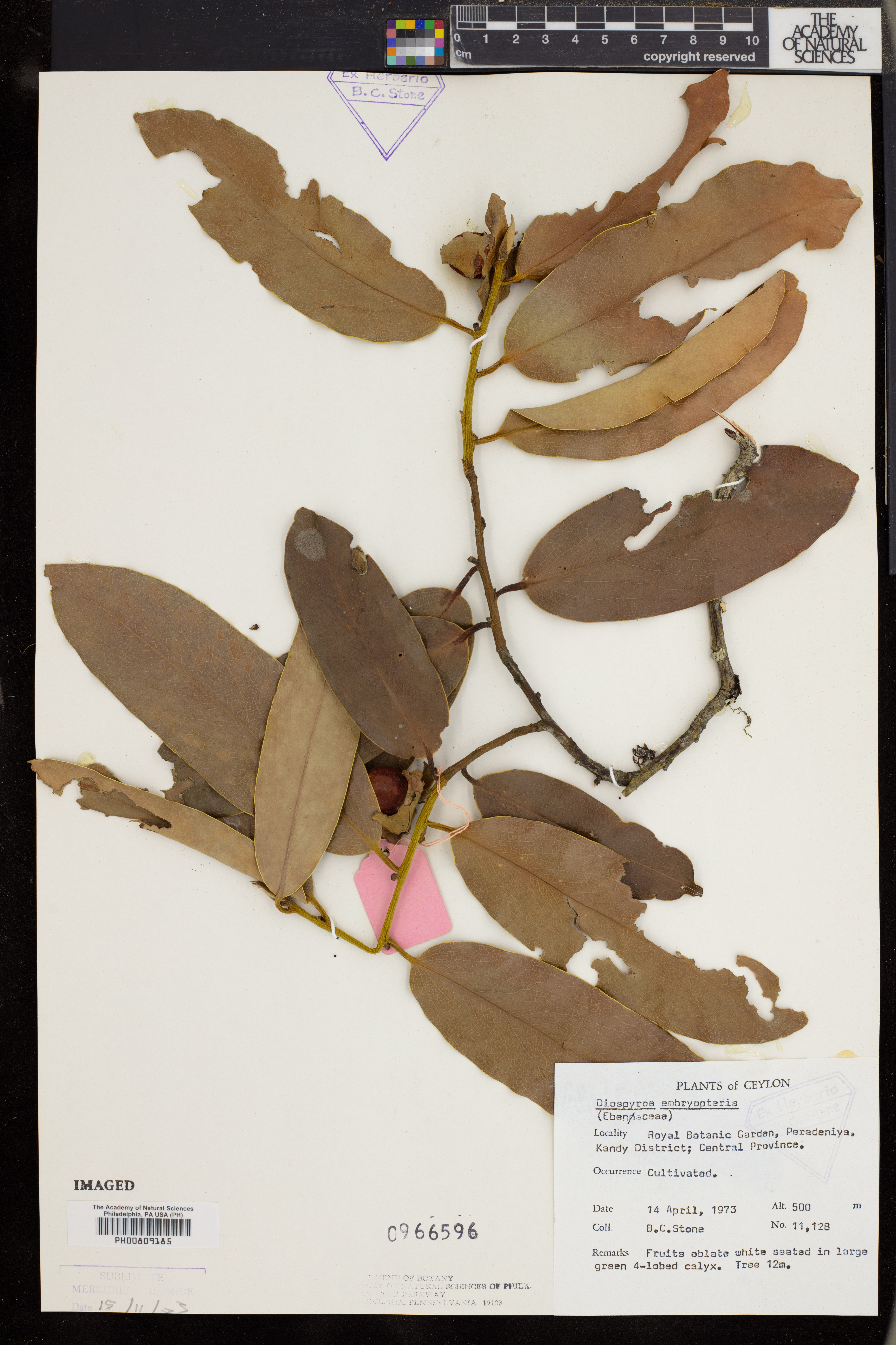 Diospyros embryopteris (Diospyros embryopteris)