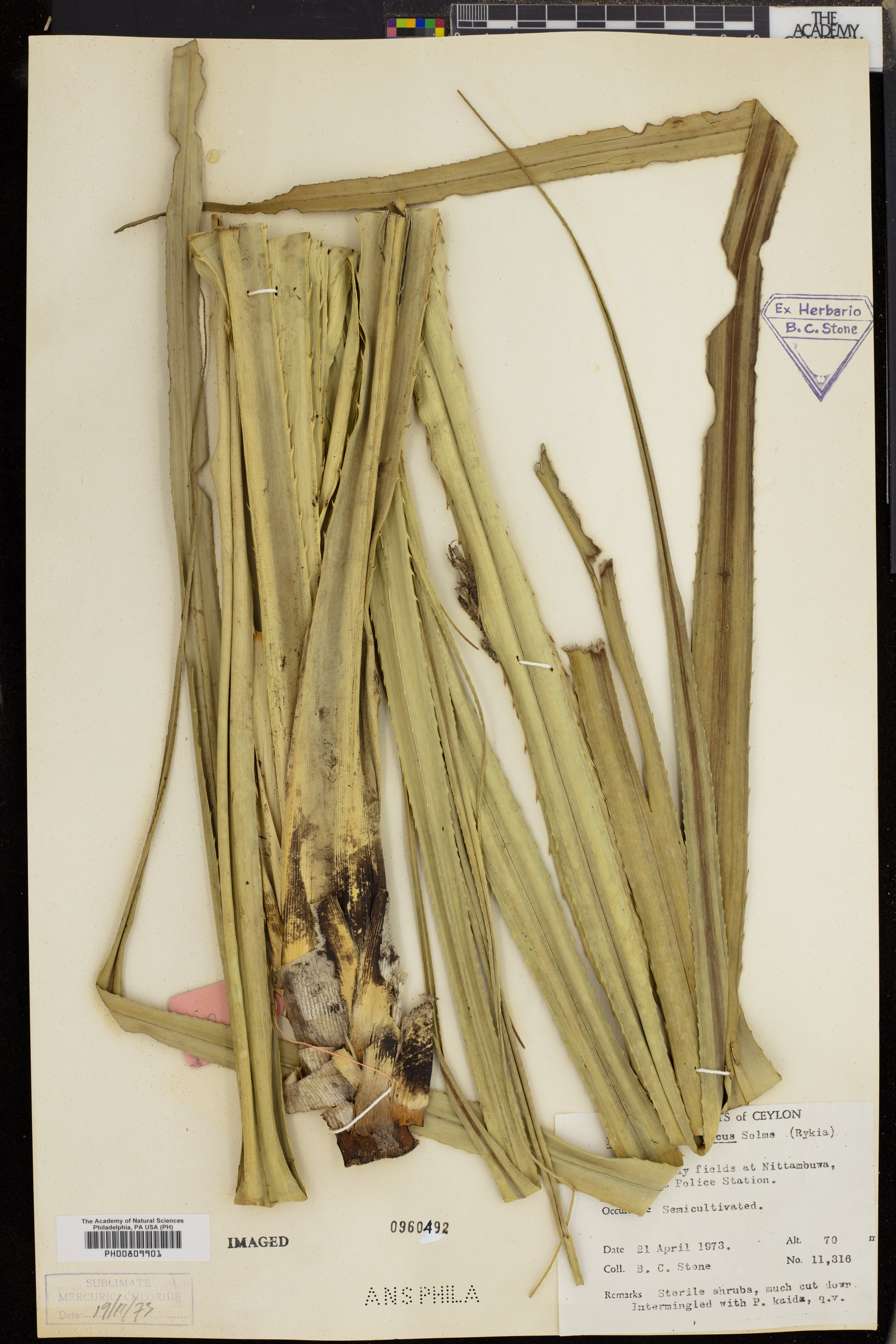 Pandanus ceylanicus thumbnail
