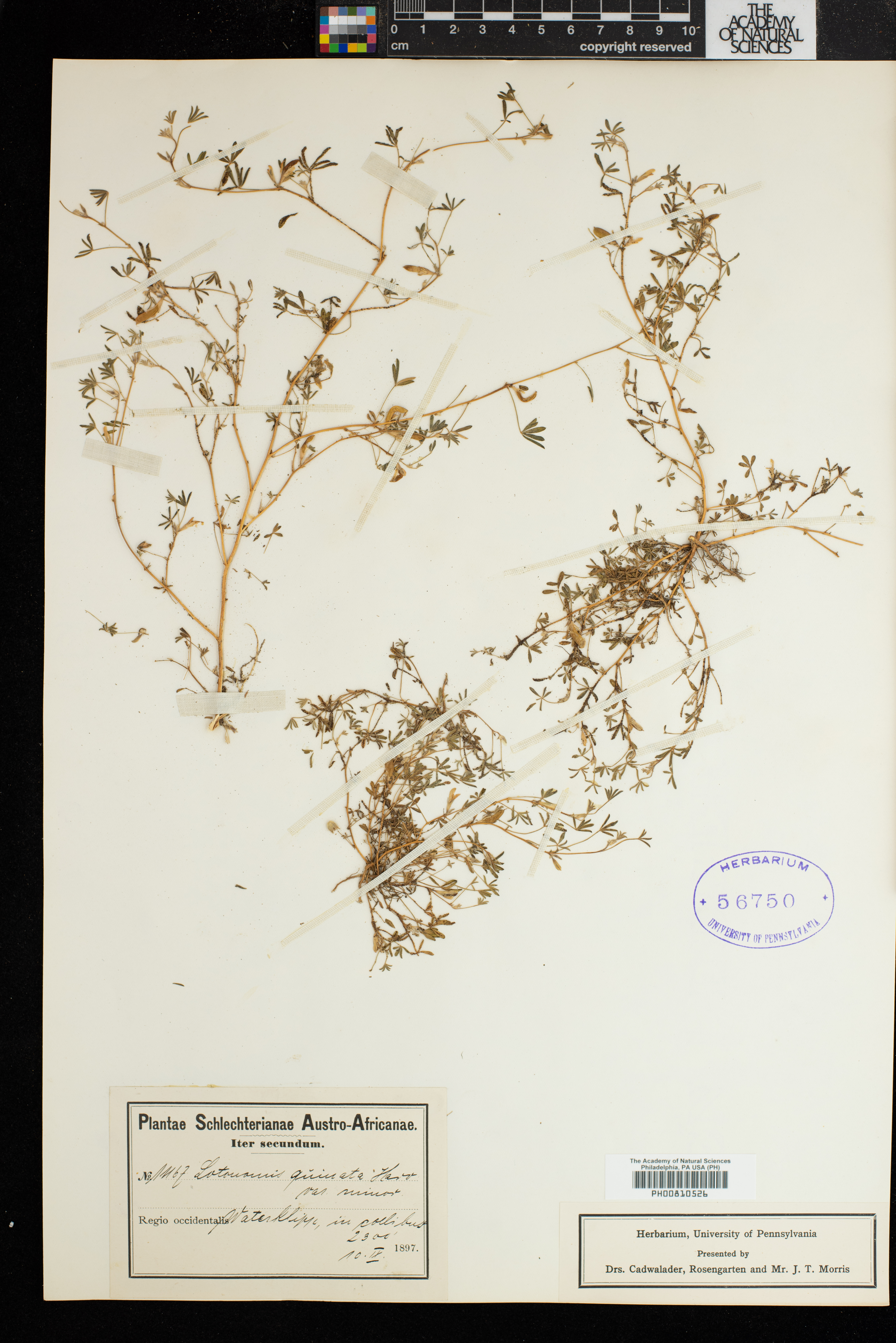 Lotononis quinata