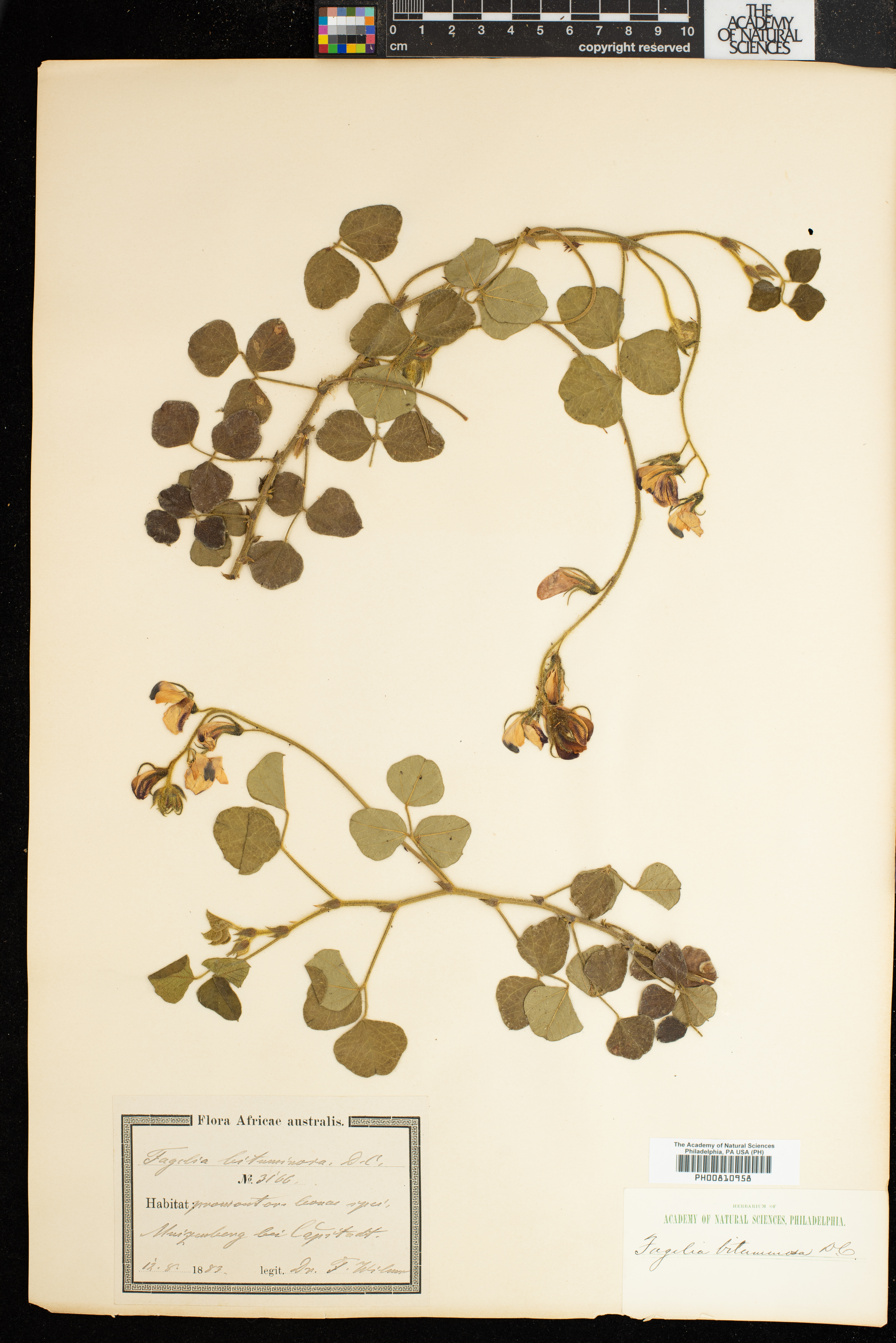 Fagelia bituminosa