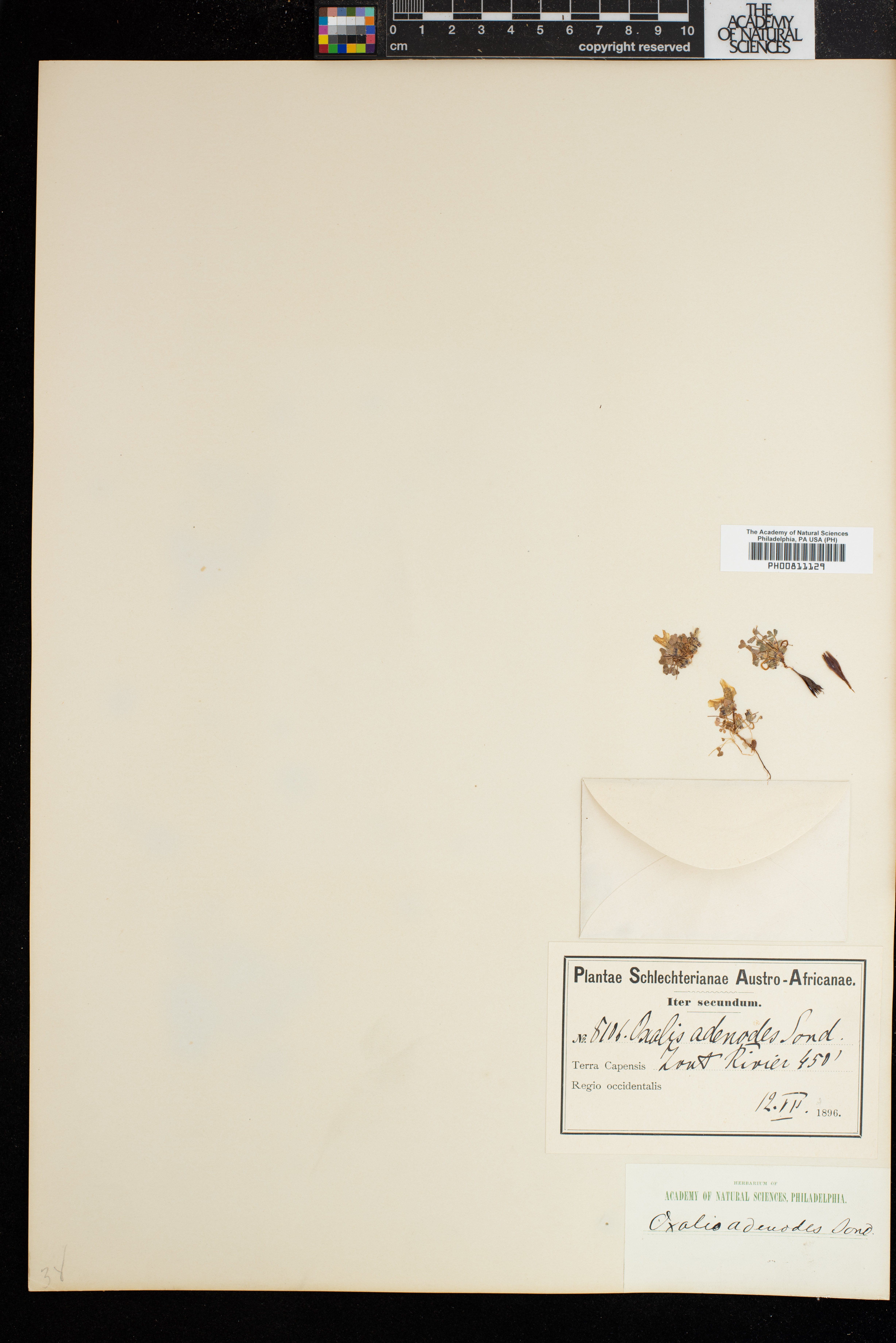Oxalis adenodes