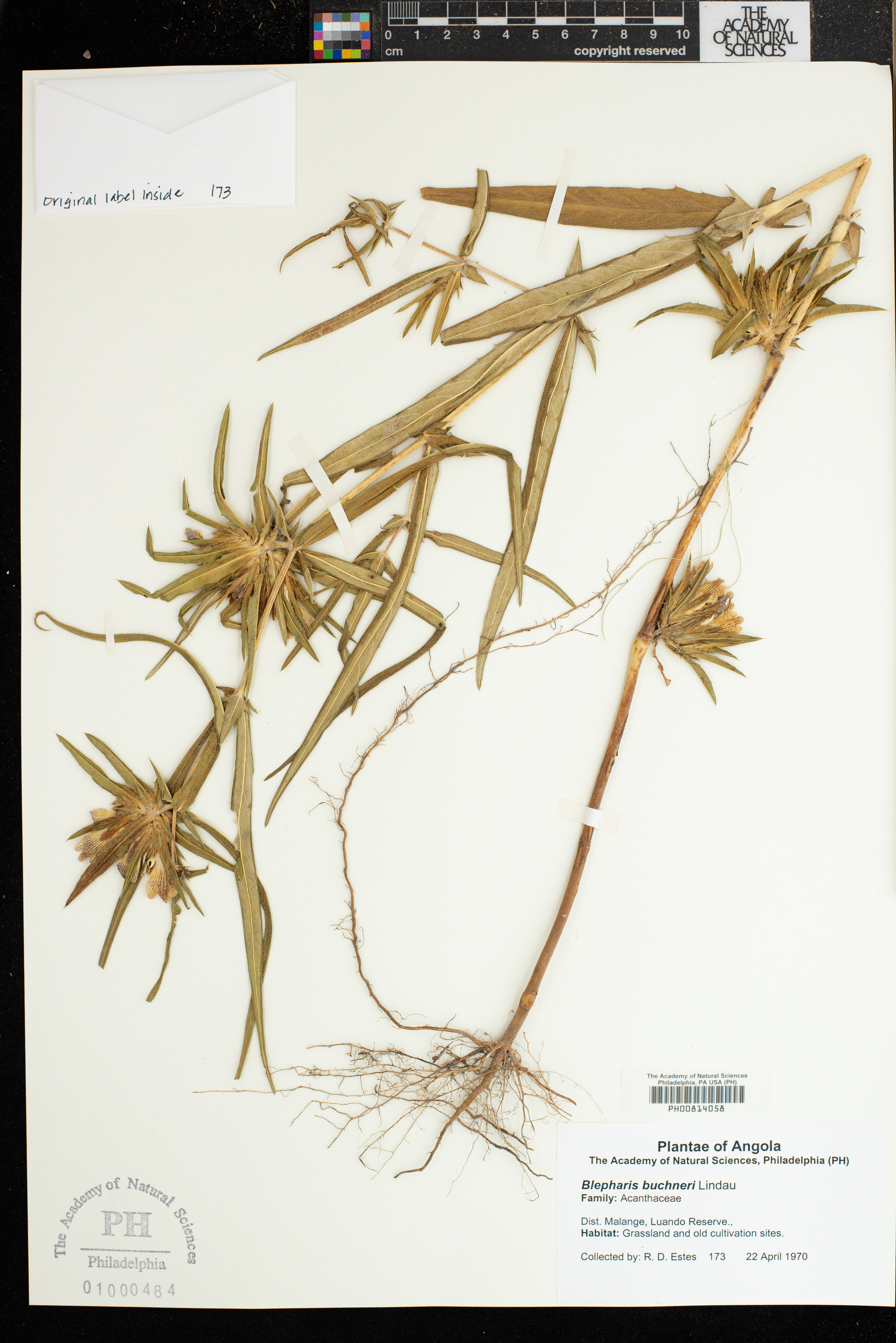 Blepharis buchneri
