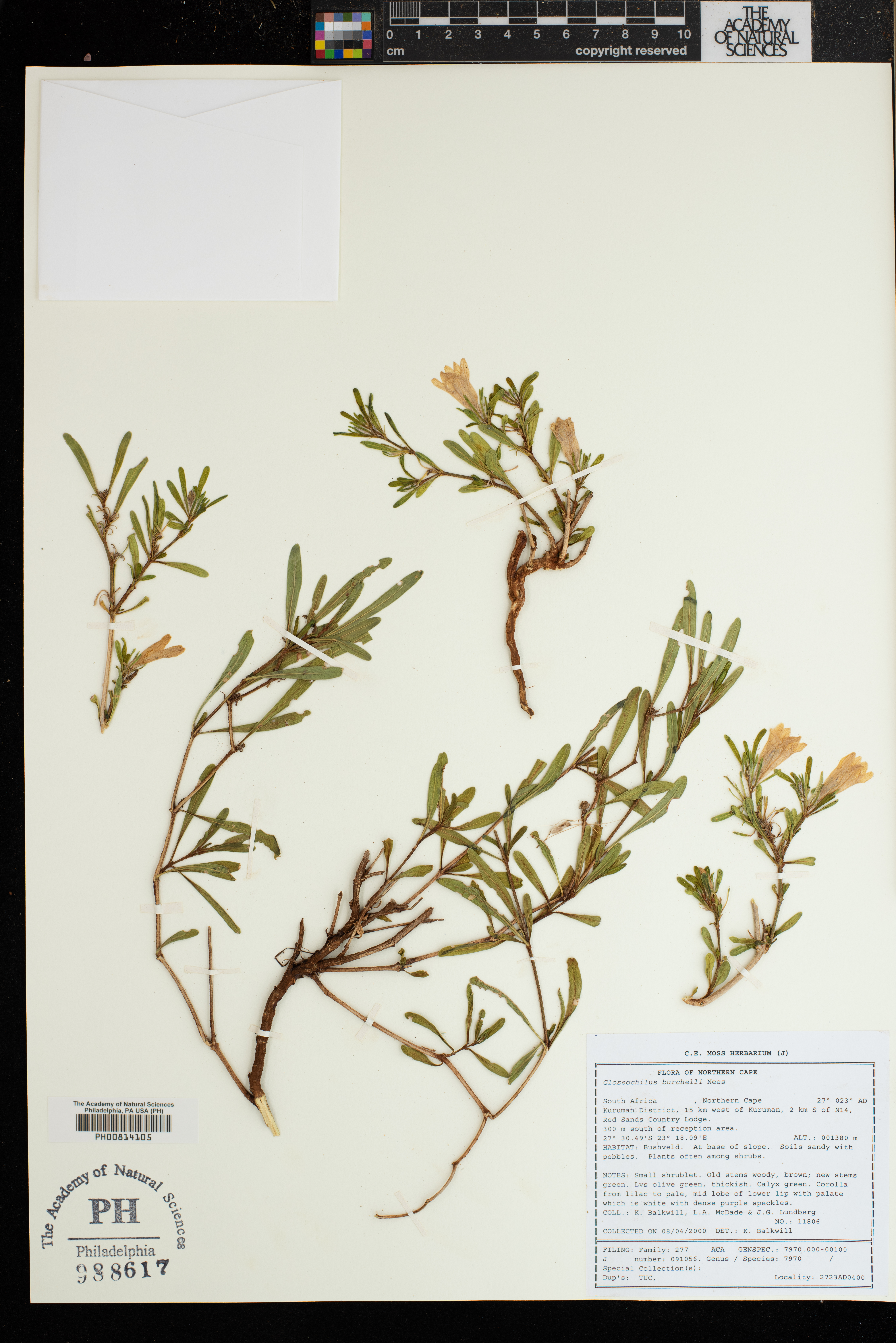 Glossochilus burchellii