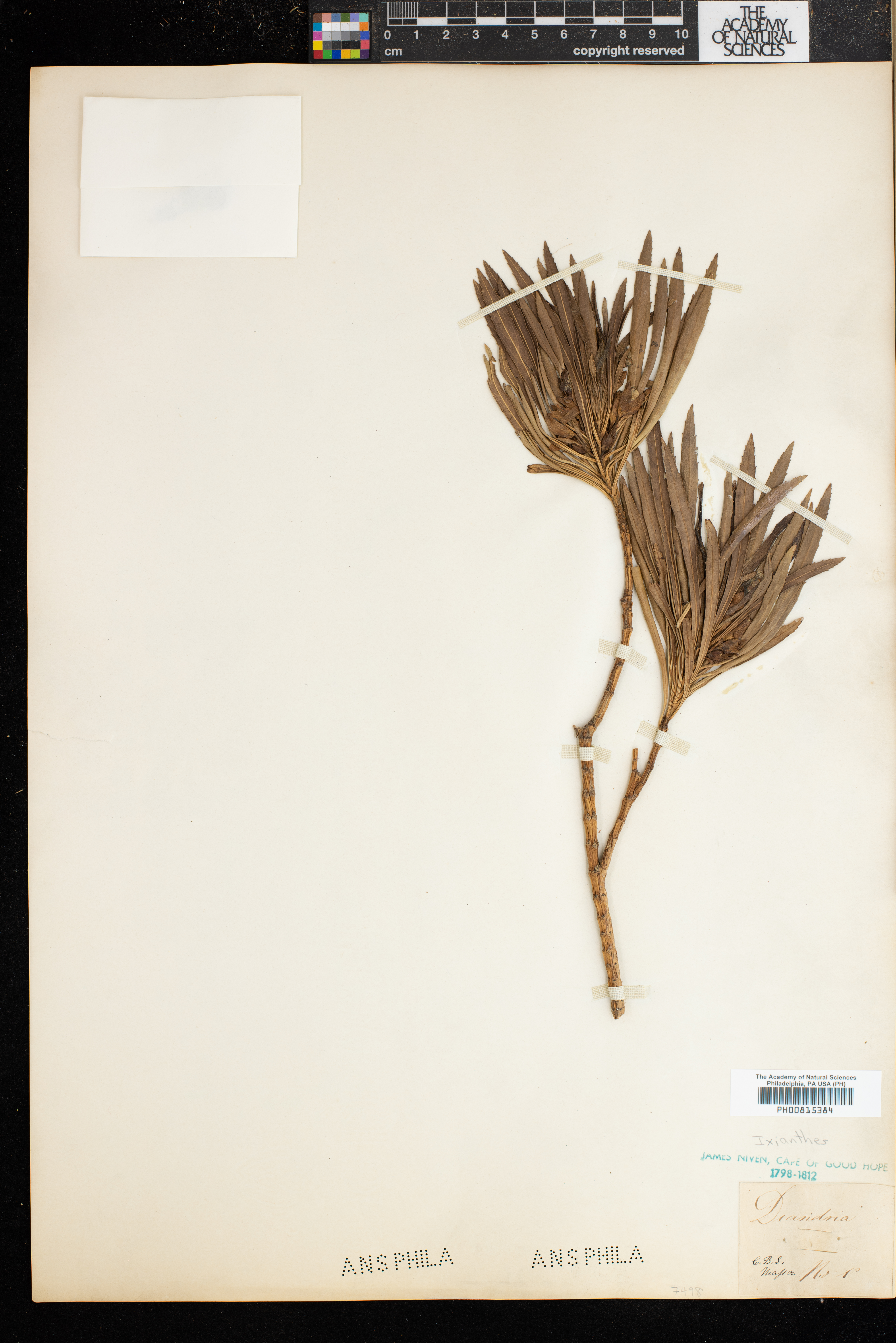 Ixianthes thumbnail