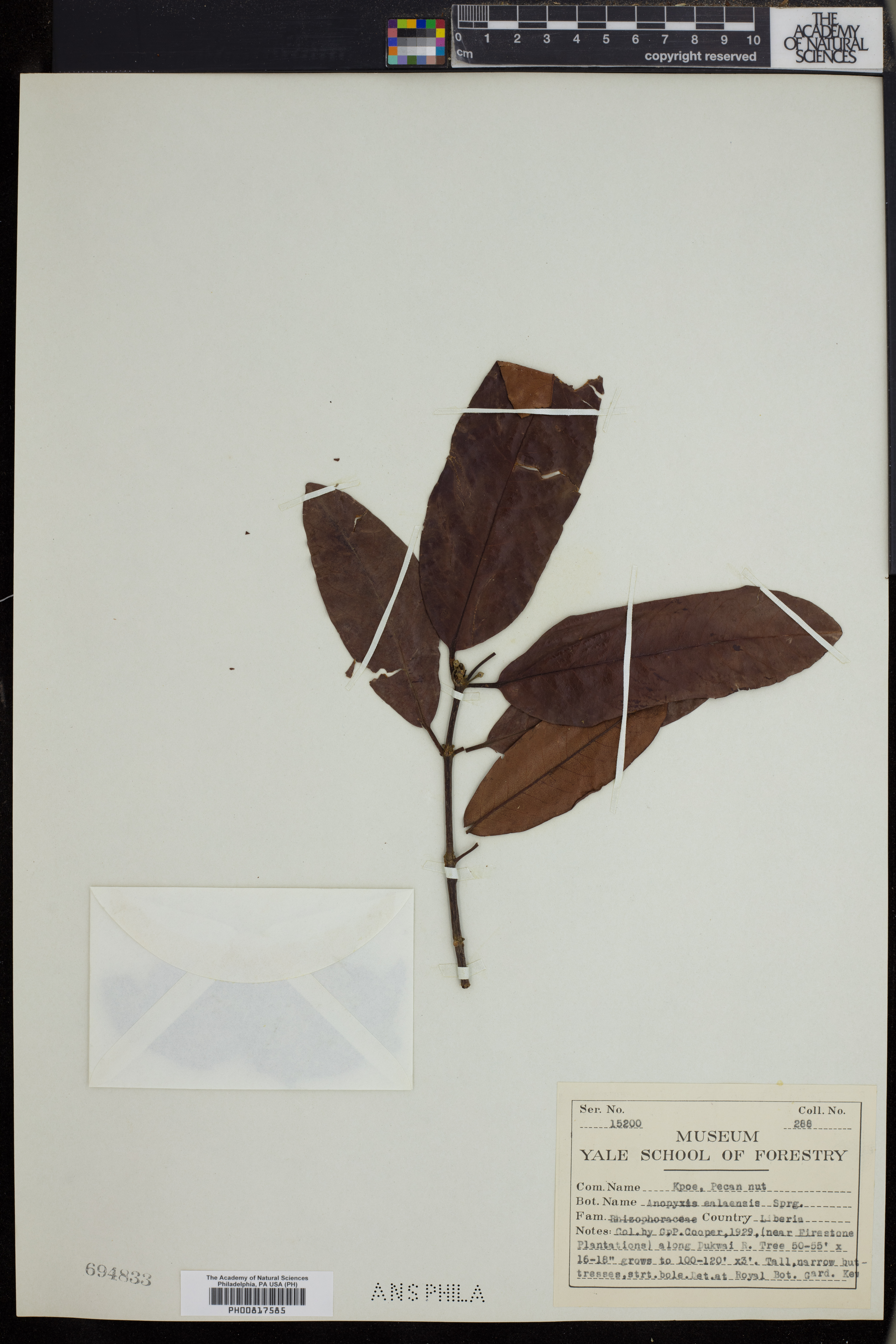 Anopyxis klaineana image