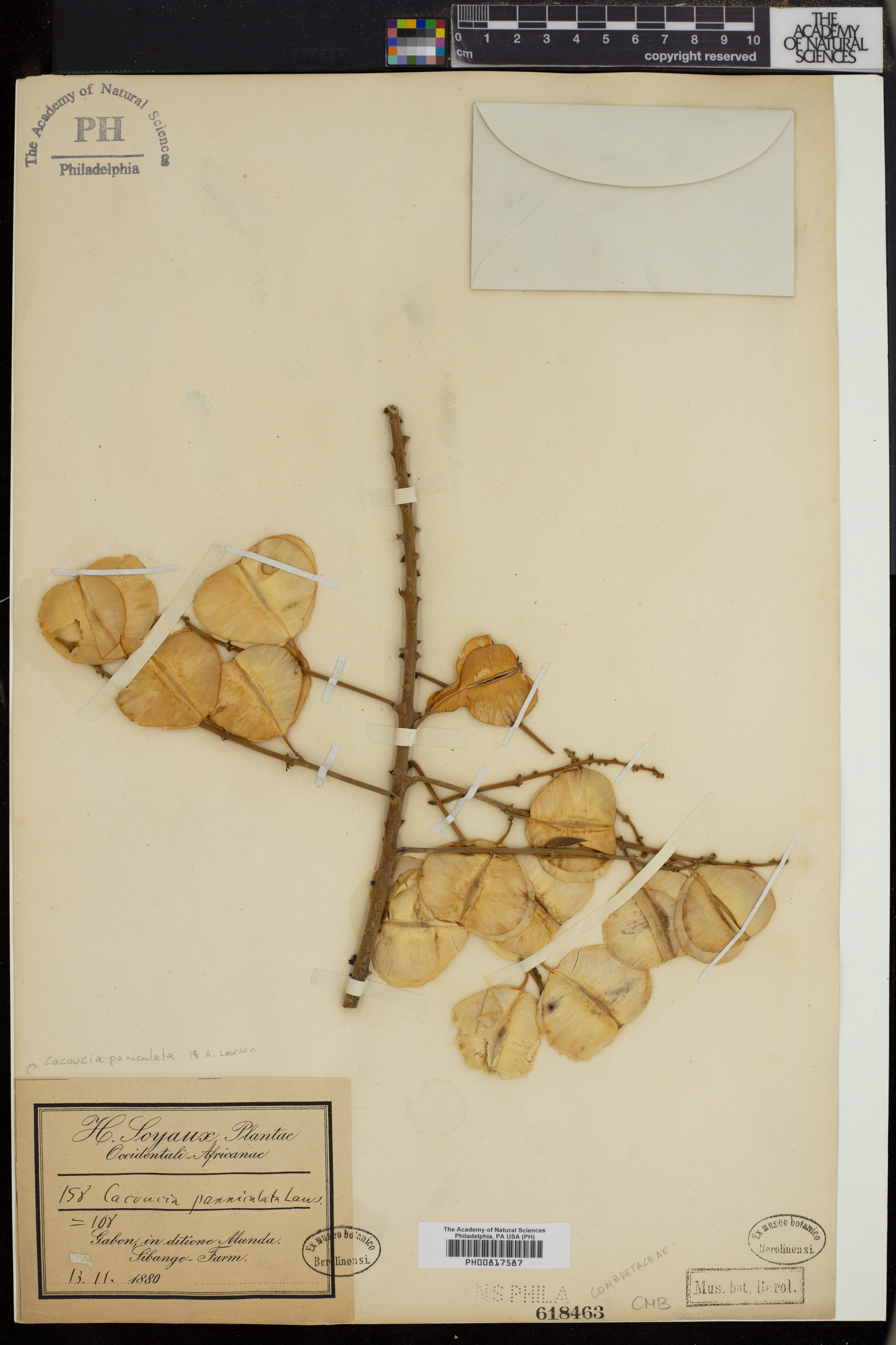 Combretum platypterum image