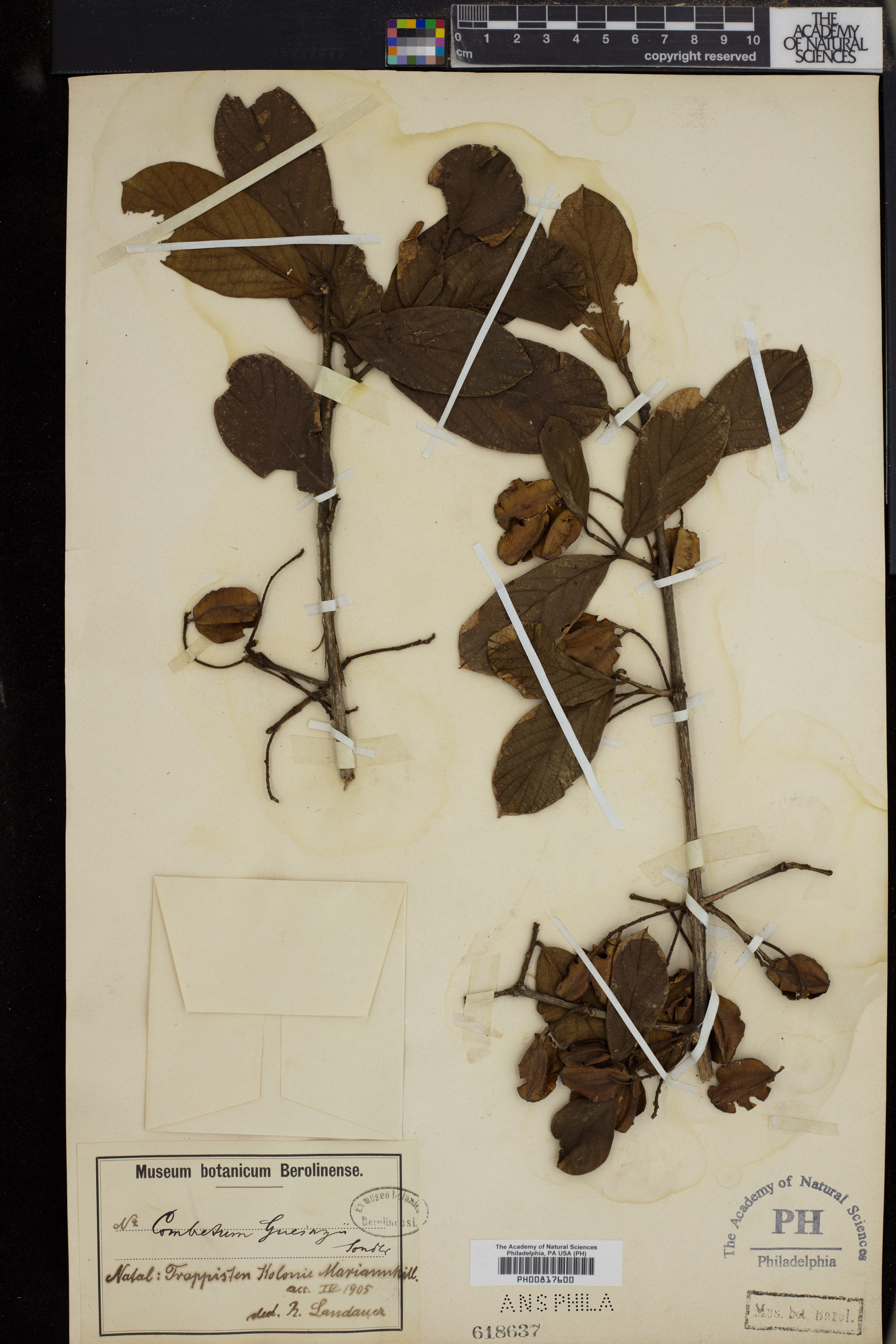 Combretum molle image