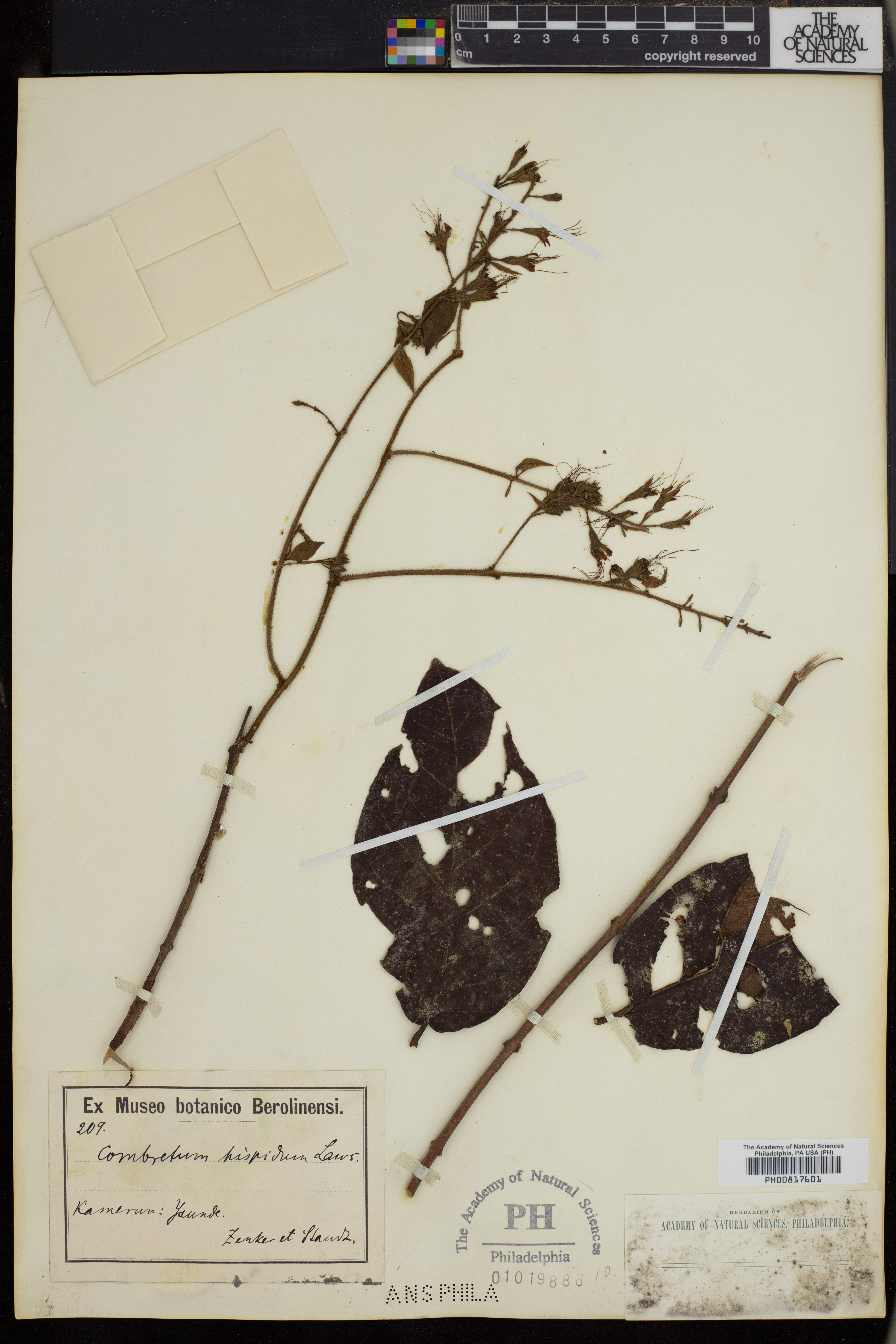 Combretum comosum image