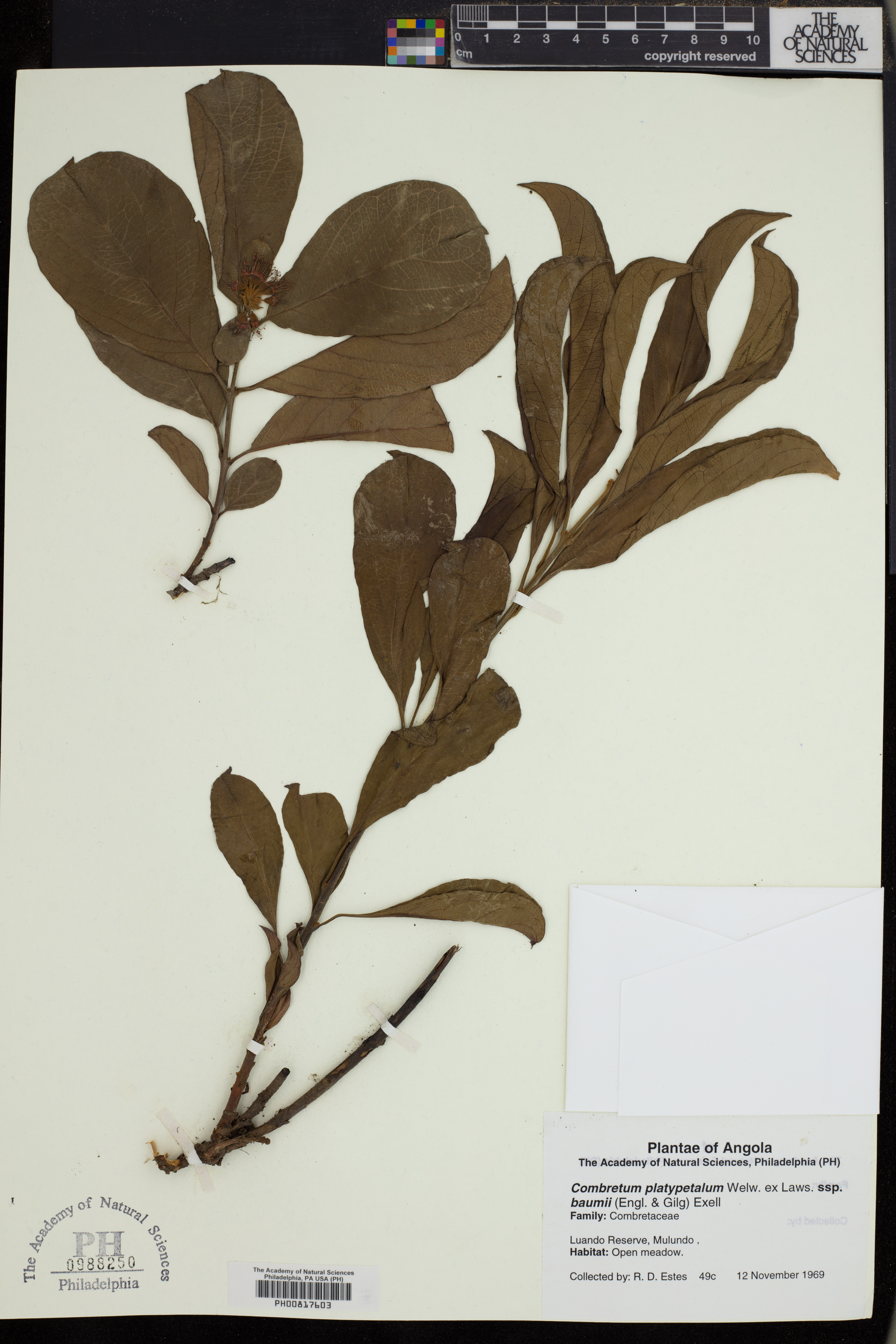 Combretum platypetalum subsp. baumii image