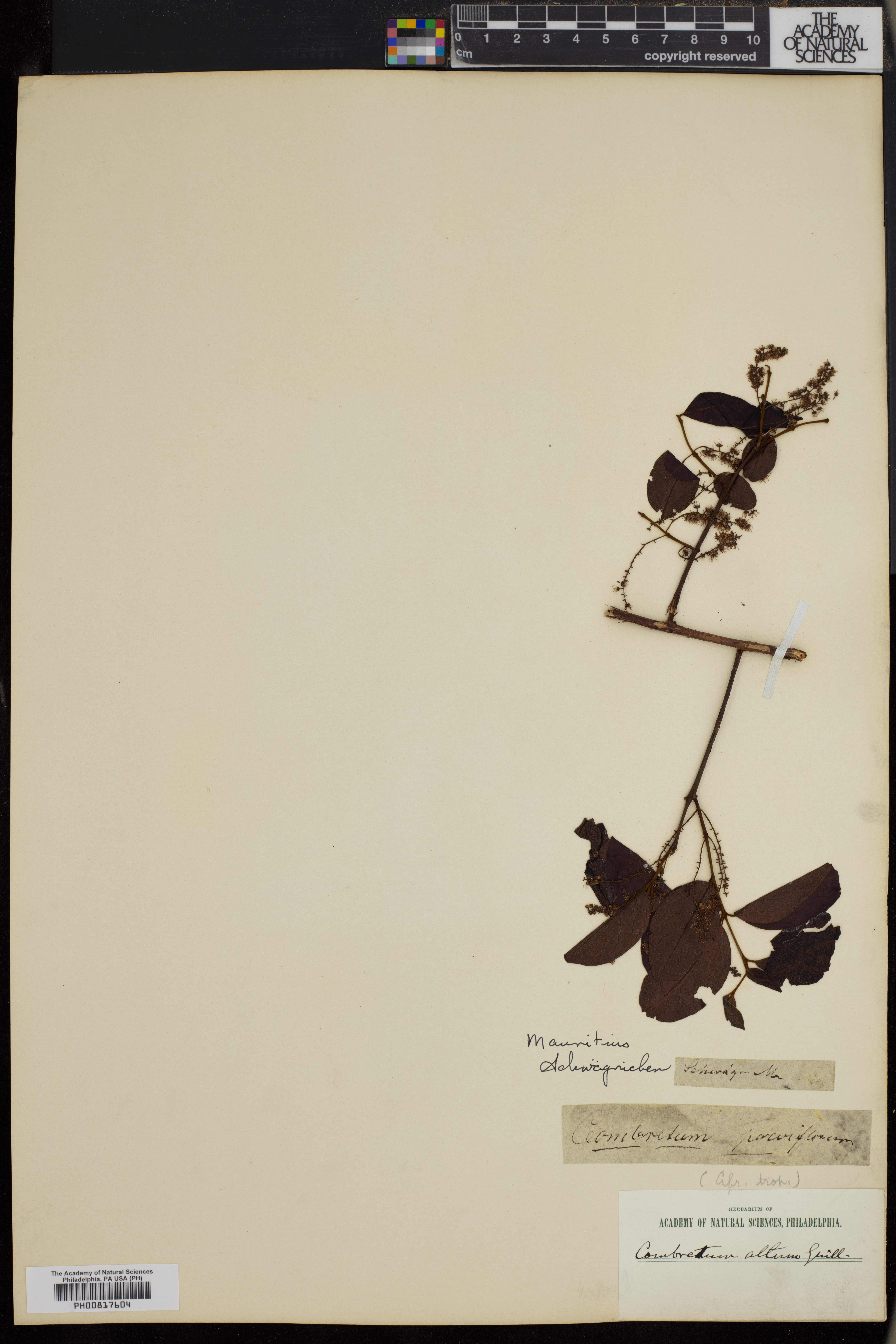 Combretum micranthum image