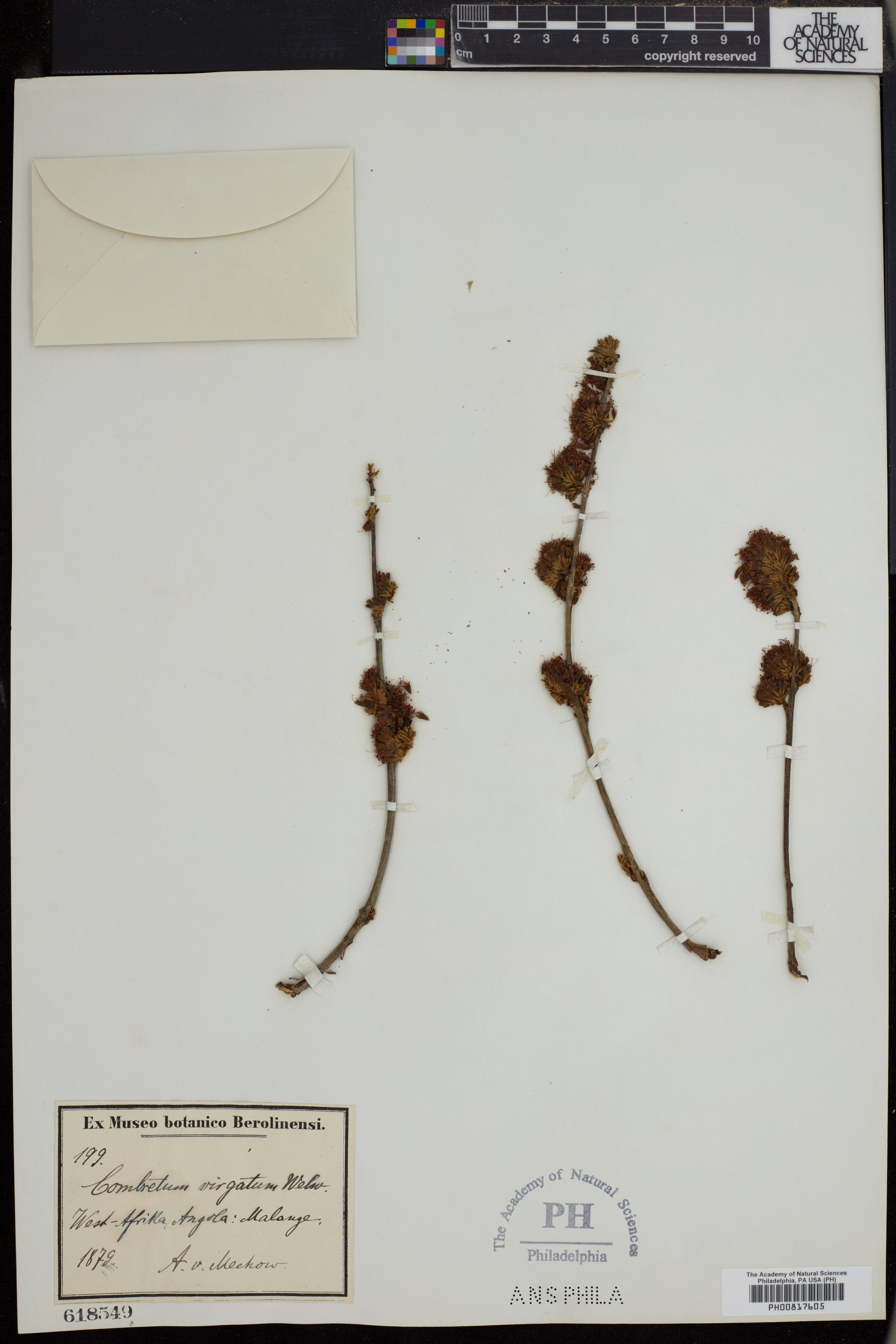 Combretum platypetalum subsp. virgatum image