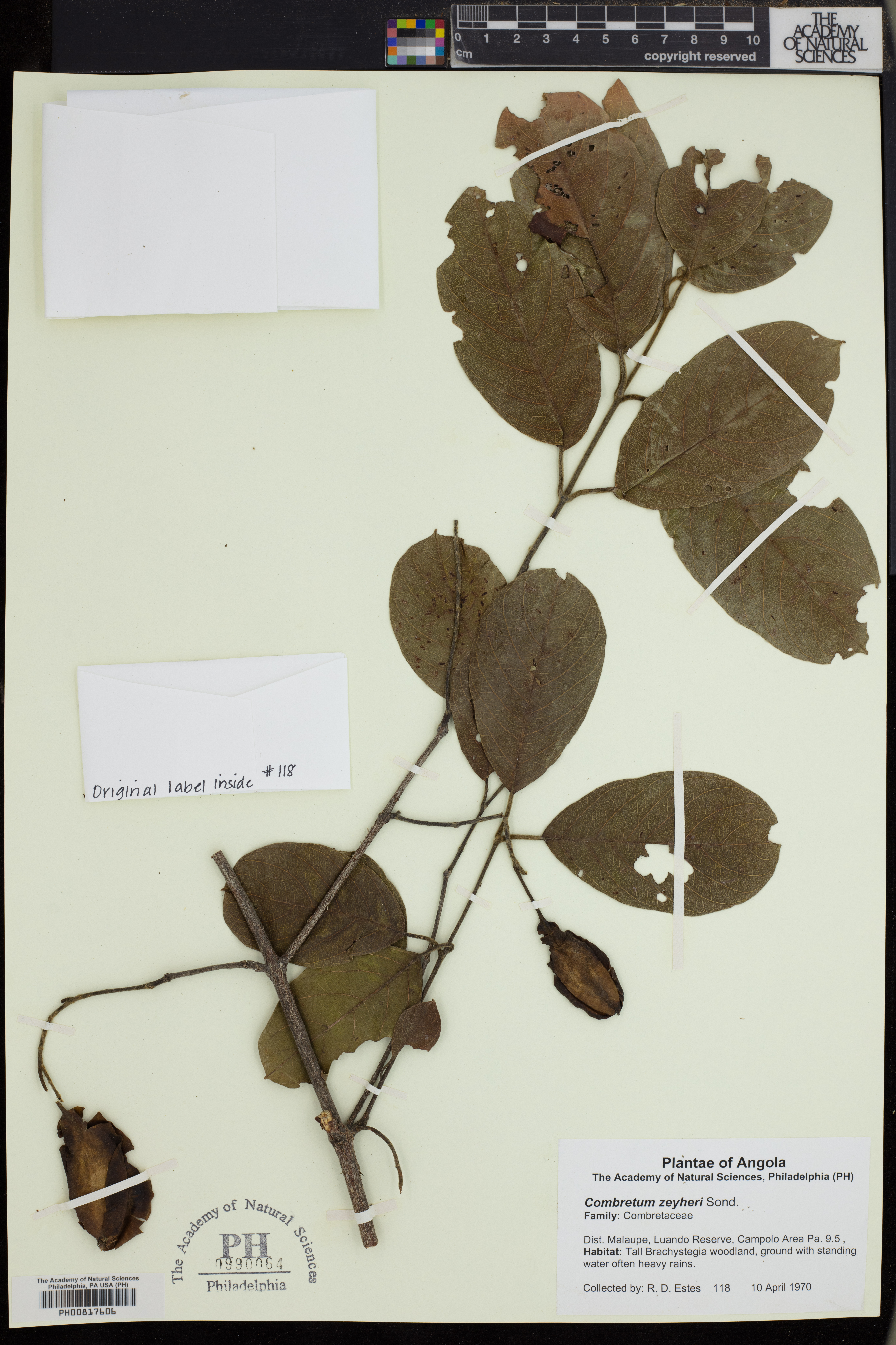 Combretum zeyheri image