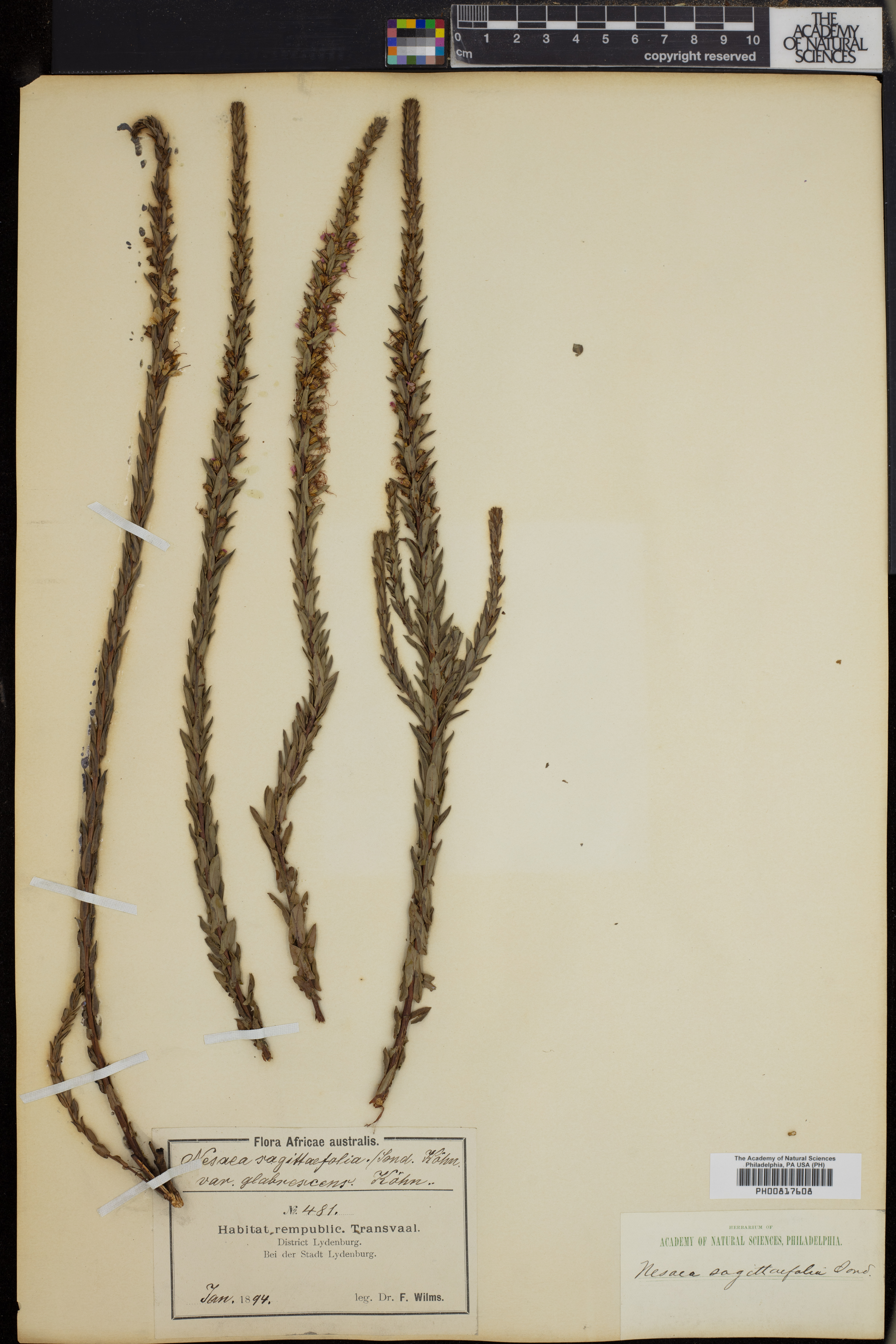 Ammannia sagittifolia image