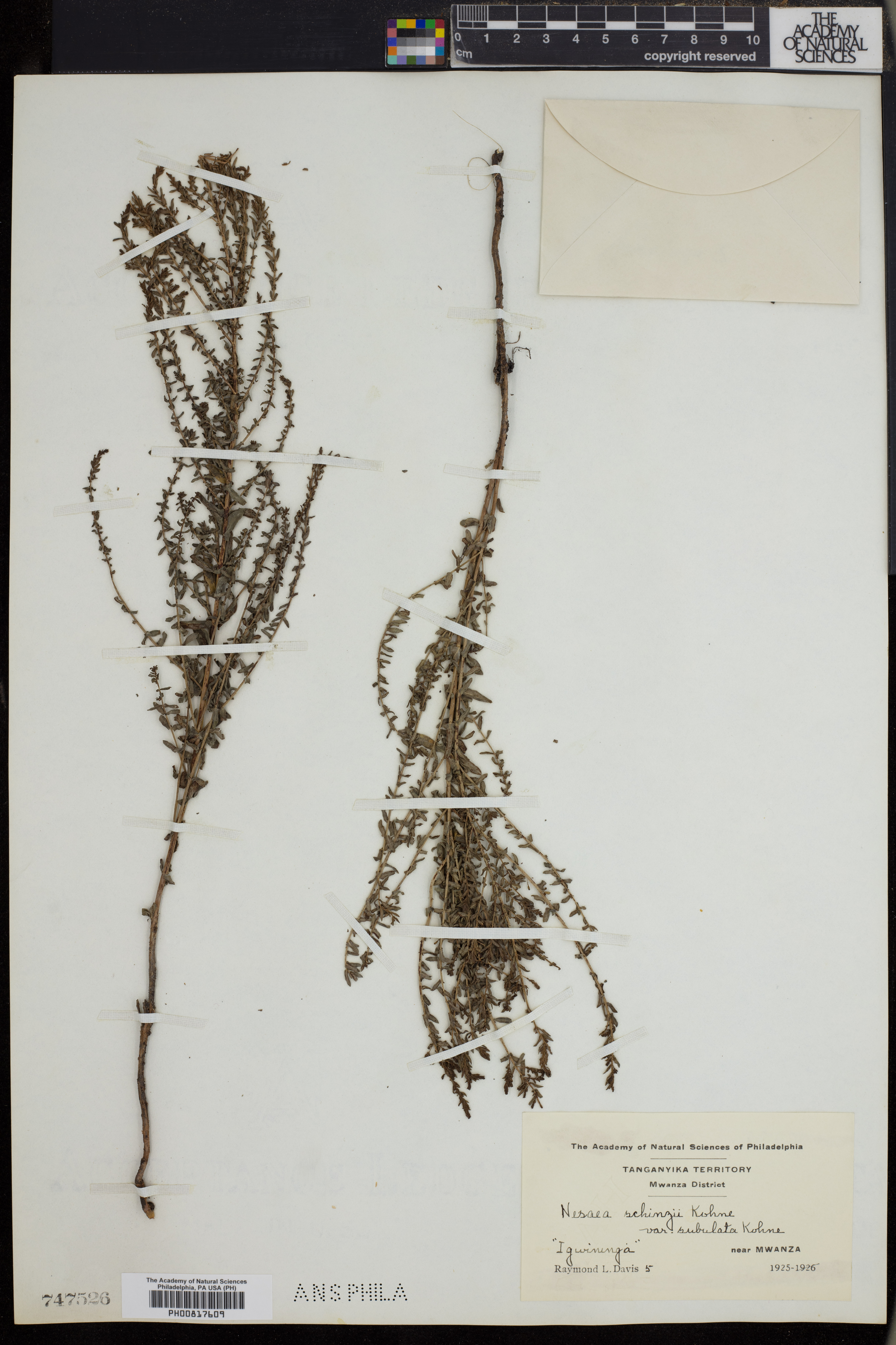 Ammannia schinzii subsp. subulata image