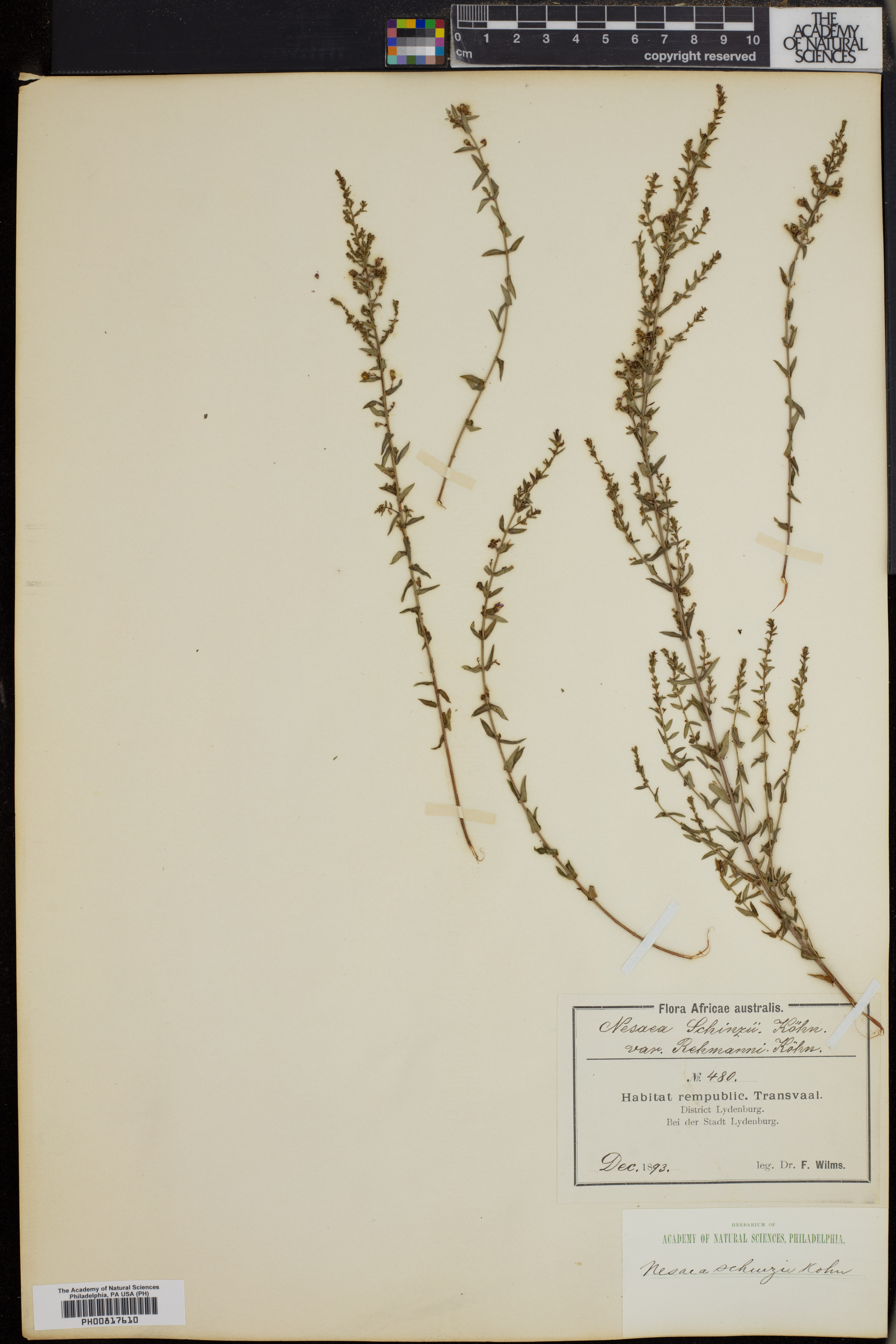 Ammannia schinzii subsp. schinzii image