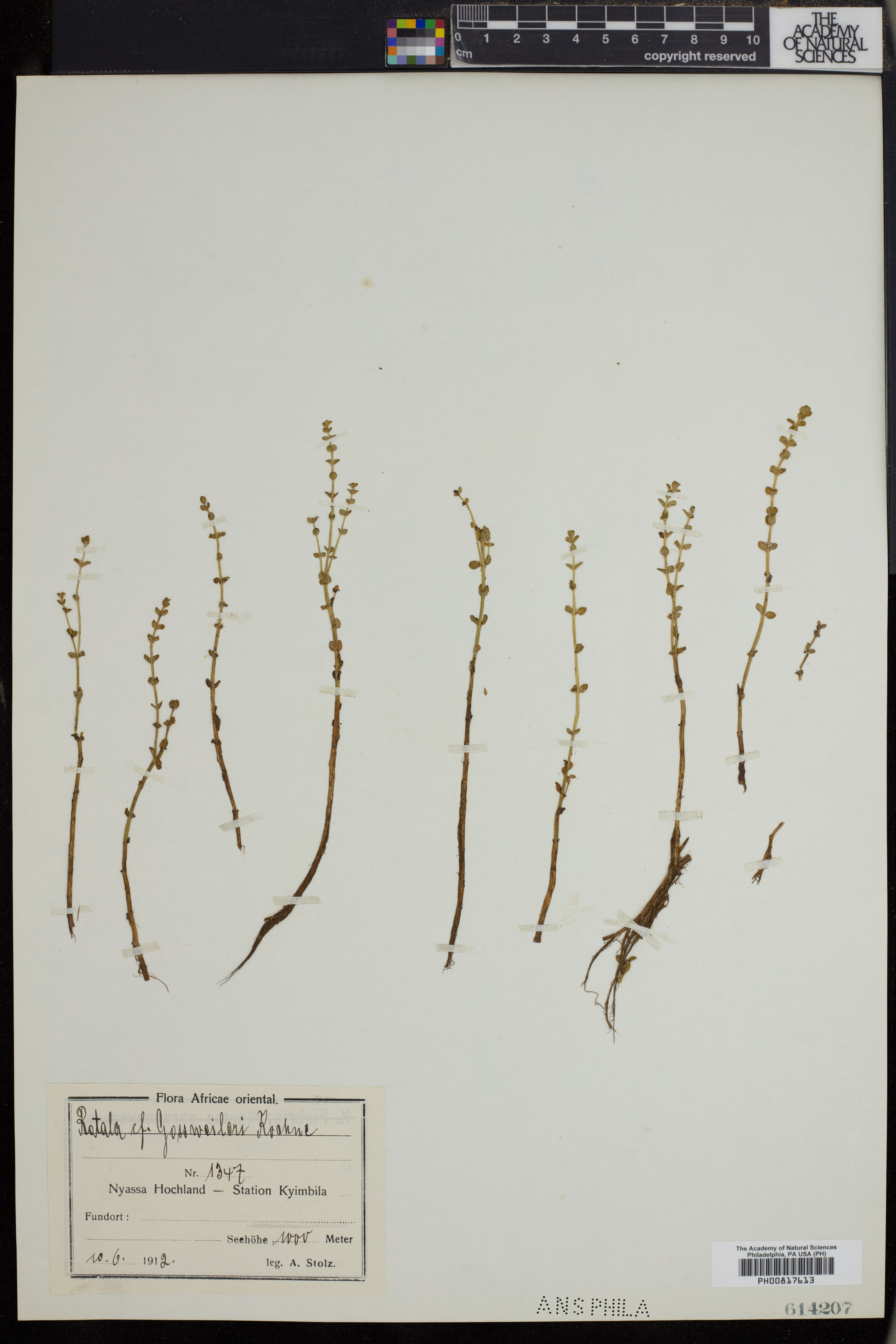 Rotala gossweileri image