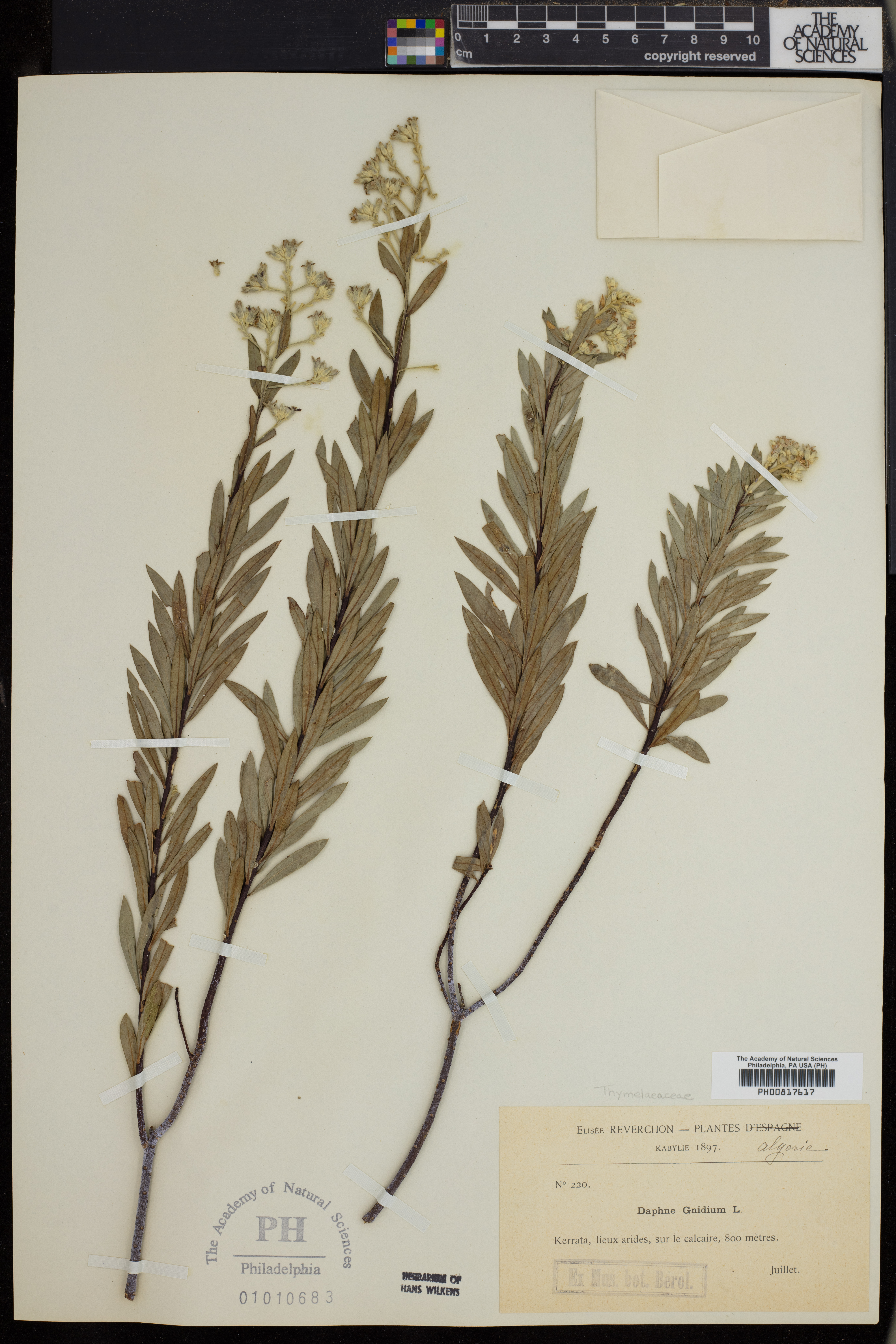Daphne gnidium image